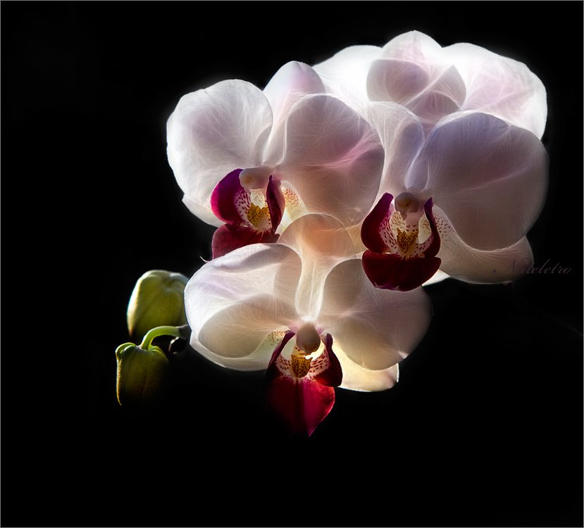 орхидеи, fractalius, Nateletro
