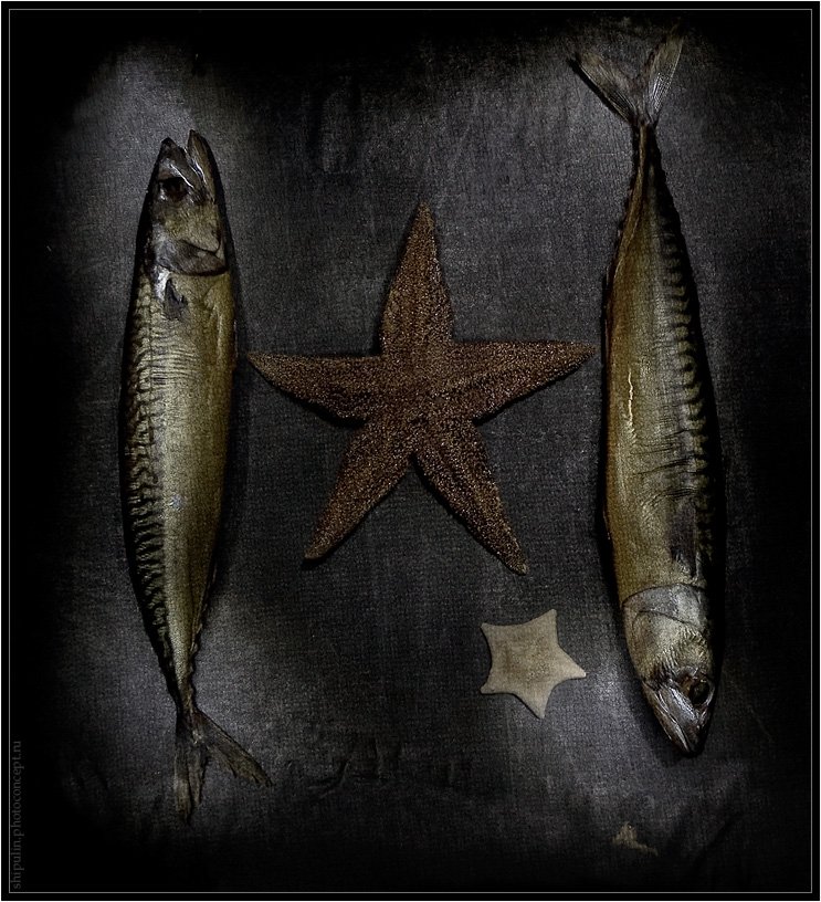 рыба,скумбрия,морская звезда,морские звёзды, натюрморт,владимир,шипулин,фотограф,томск, Vladim_Shipulin