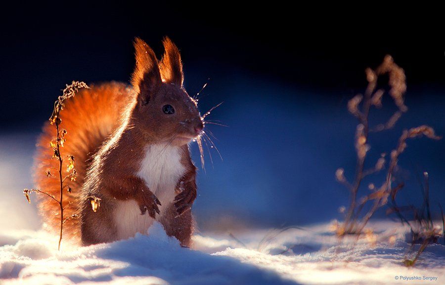 Snow, Squirrel, Winter, Полюшко Сергей