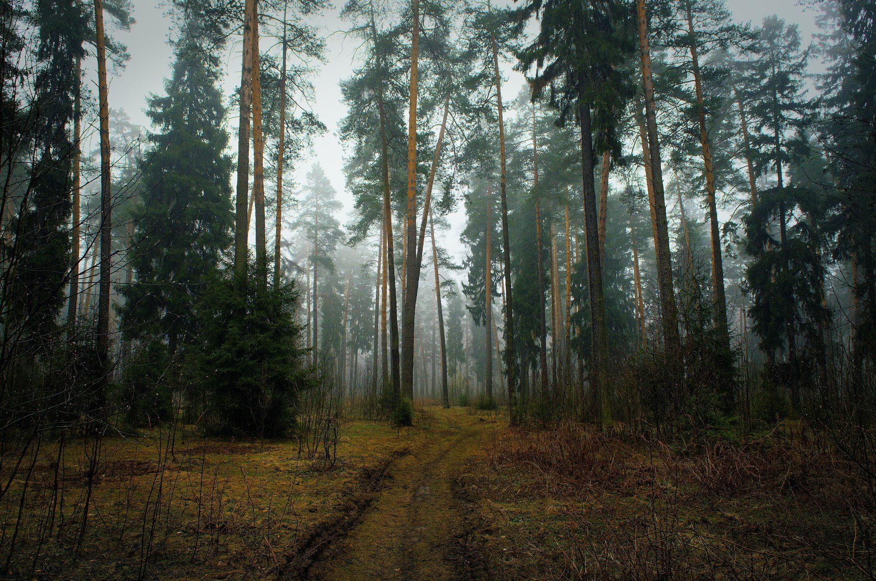 лес, туман, утро, прогулка, Плотников Андрей