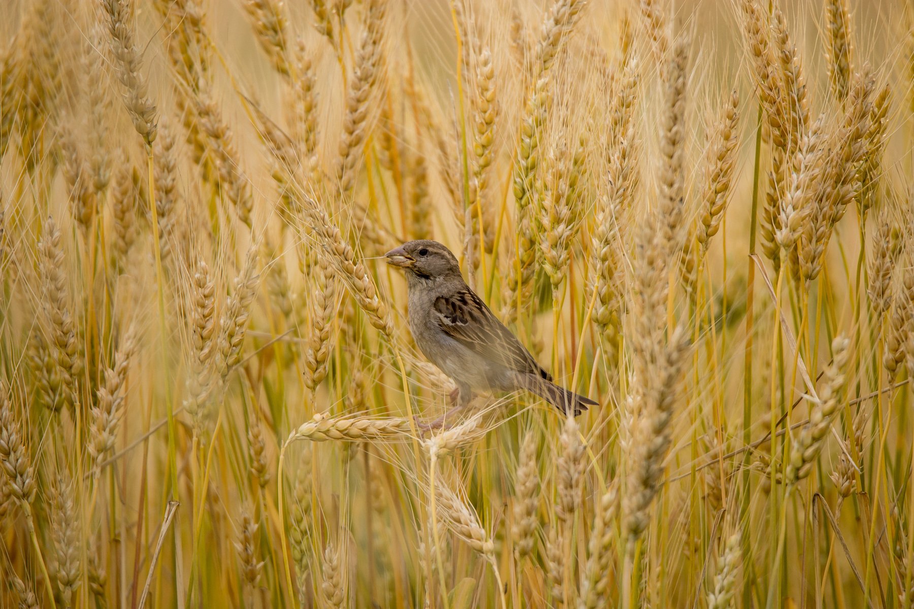 Пшеничная птица