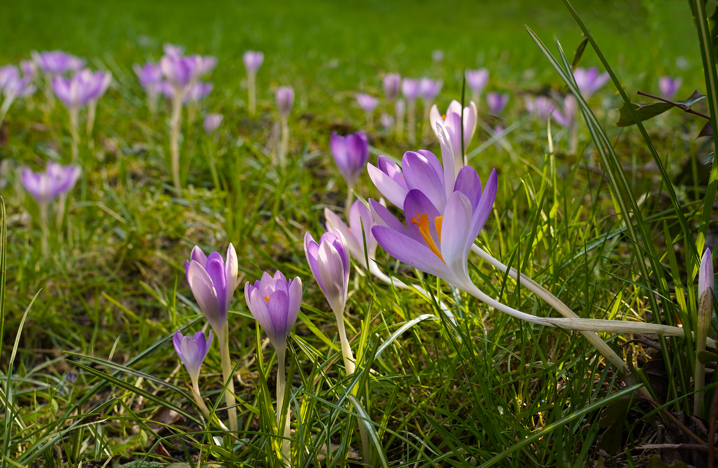 , Игорь Дубровский