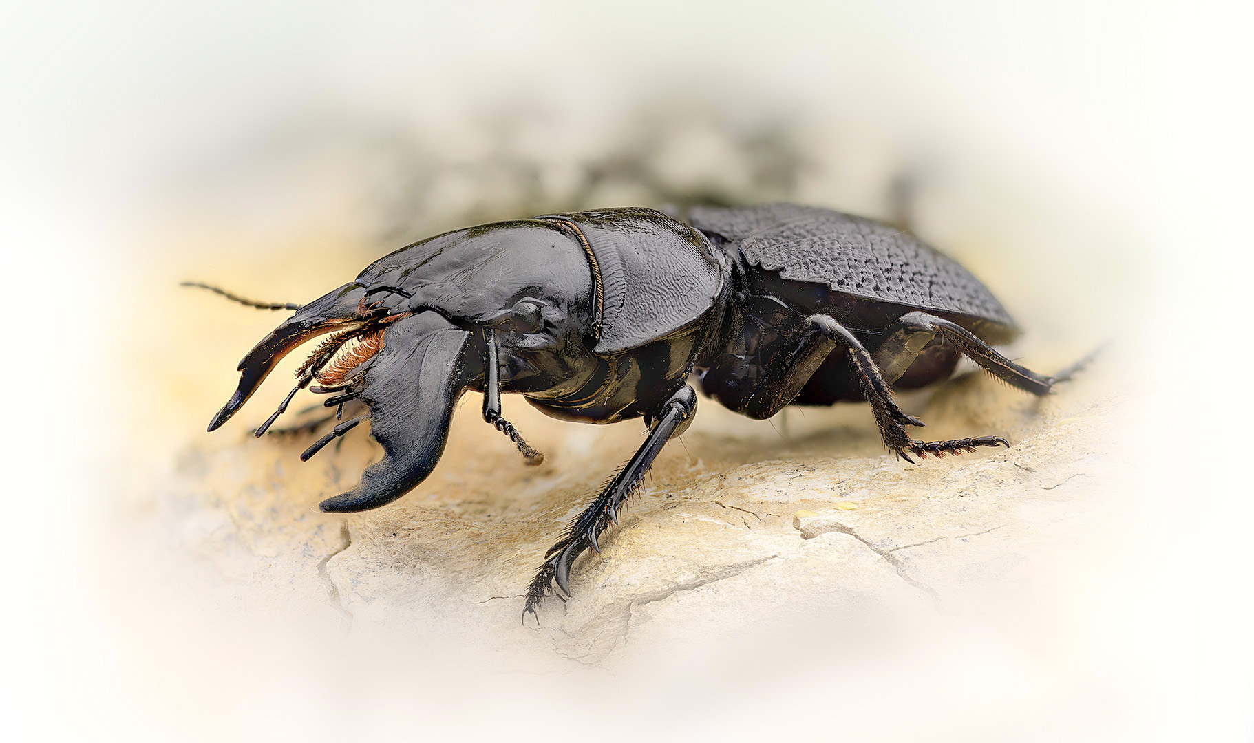 coleoptera, carabidae, crepidopterus decorsei, жужелица, Eugenijus Kavaliauskas