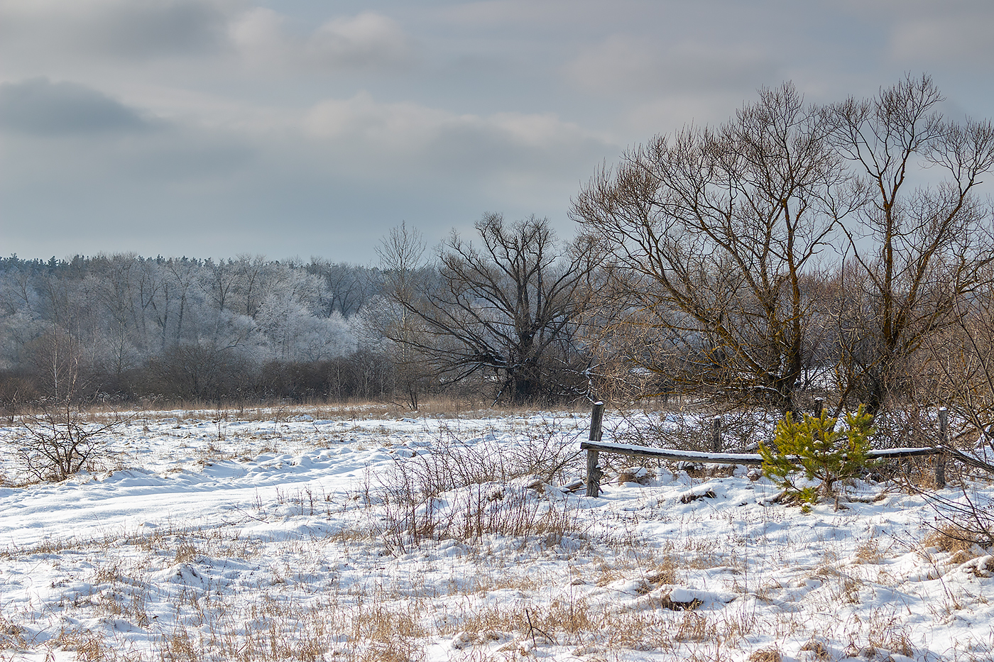 лес, деревья, зима, иней, природа, Востриков Руслан