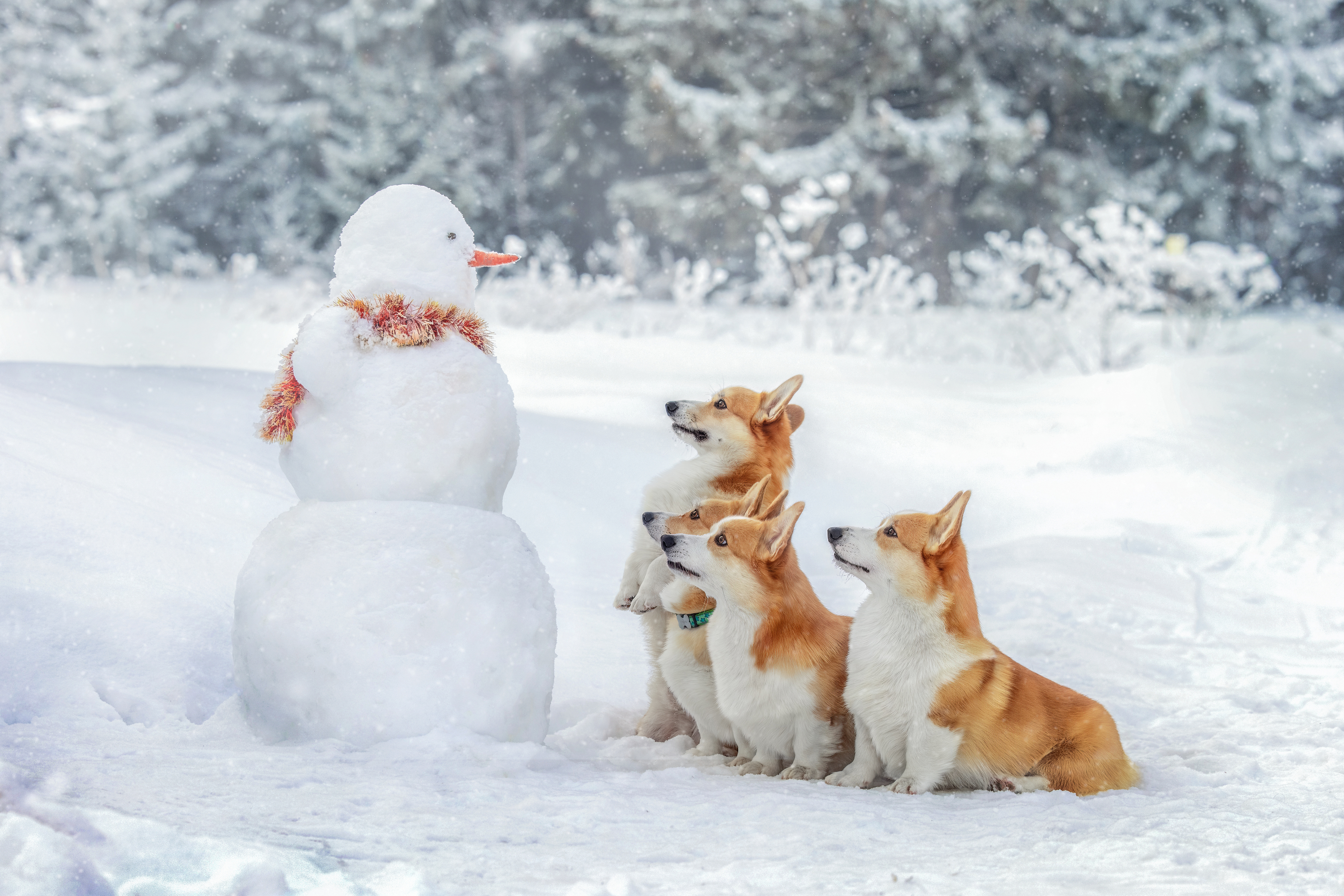 , Татьяна Тихомирова