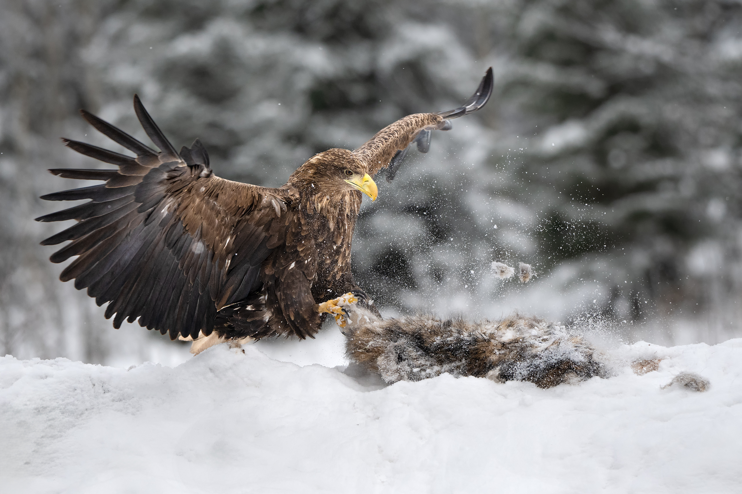 , Татьяна Проценко