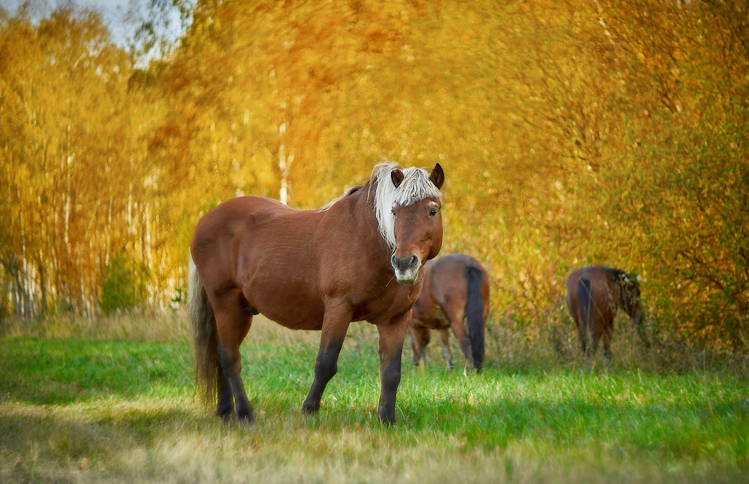 гелиос-40, Vlad