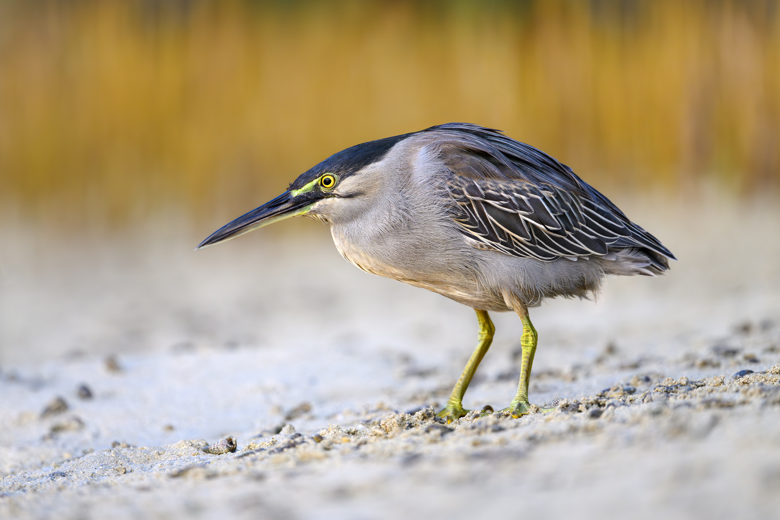 птица, фотоохота, цапля, природа, фауна, Vladimir Kulikov