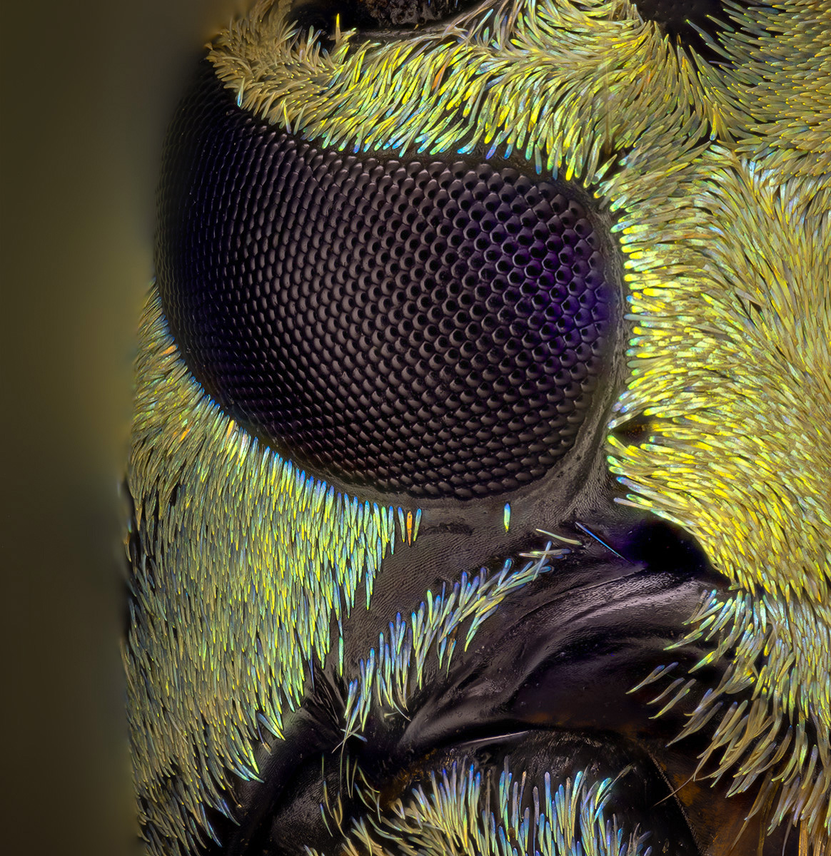 coleoptera, cerambycidae, sulawesiella rafaelae, усач, Eugenijus Kavaliauskas