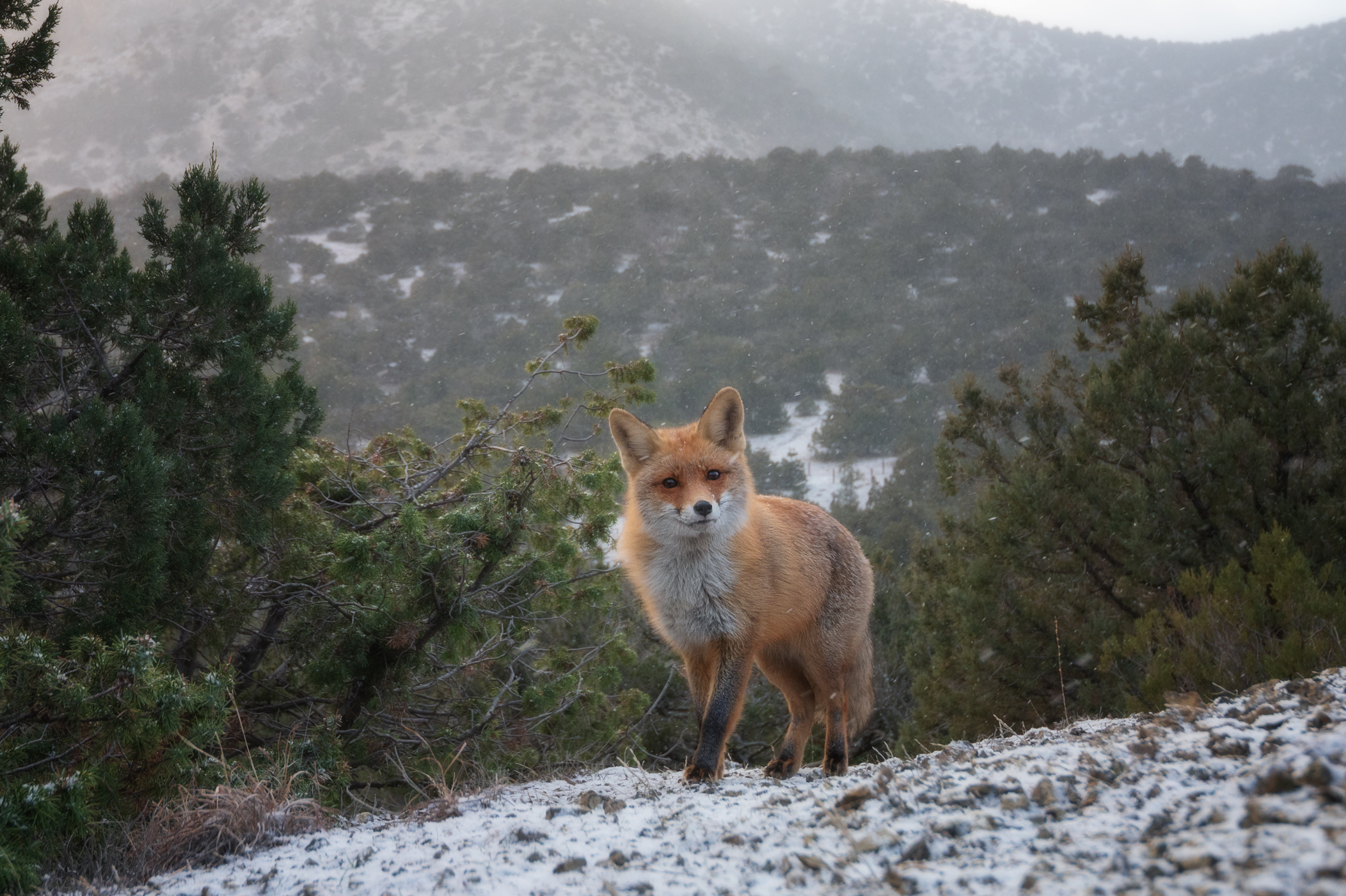Лиса, Наталья Агеева