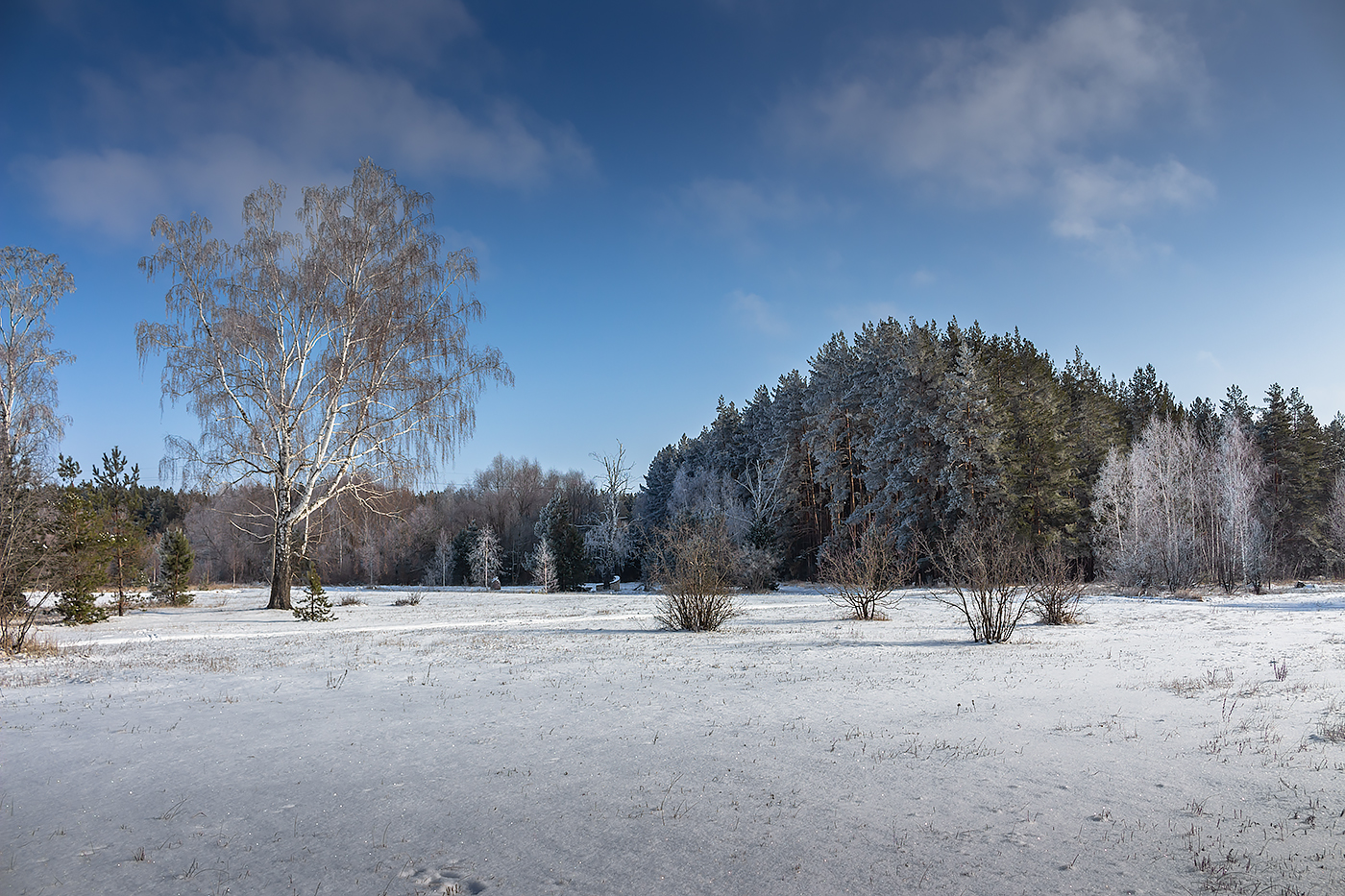 лес, деревья, зима, иней, природа, Востриков Руслан