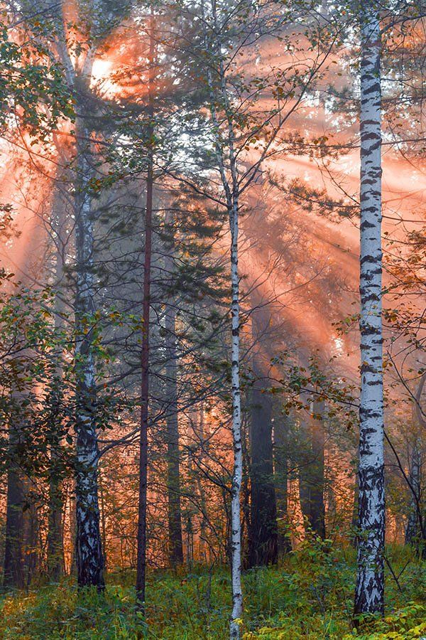 Природа, лес, утро, лучи солнца, деревья, Александр Кожухов