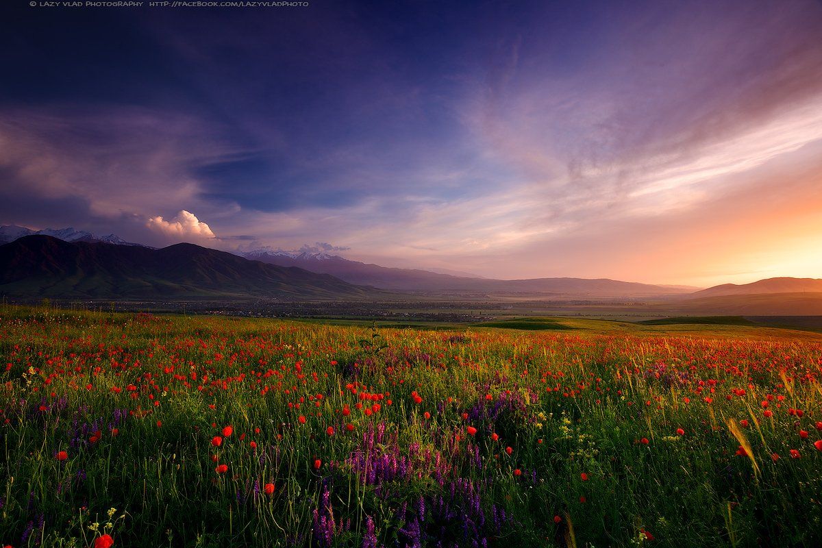 lazy_vlad, lazyvladphoto, nophotoshop, bishkek, kyrgyzstan, landscape, mountains, poppies, spring, бишкек, киргизия, кыргызстан, горы, маки, весна, Lazy Vlad