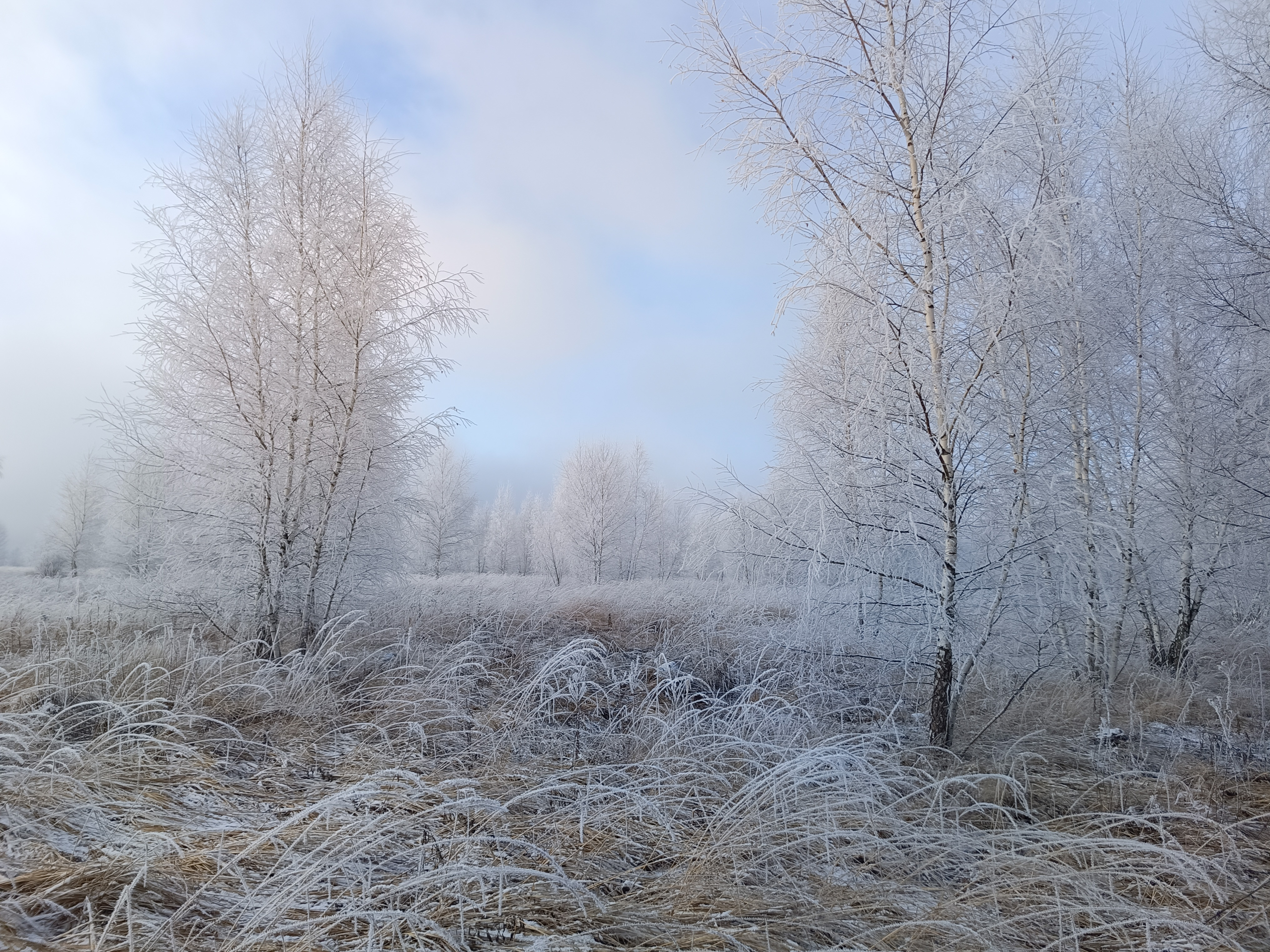 , Светлана Кондрашова