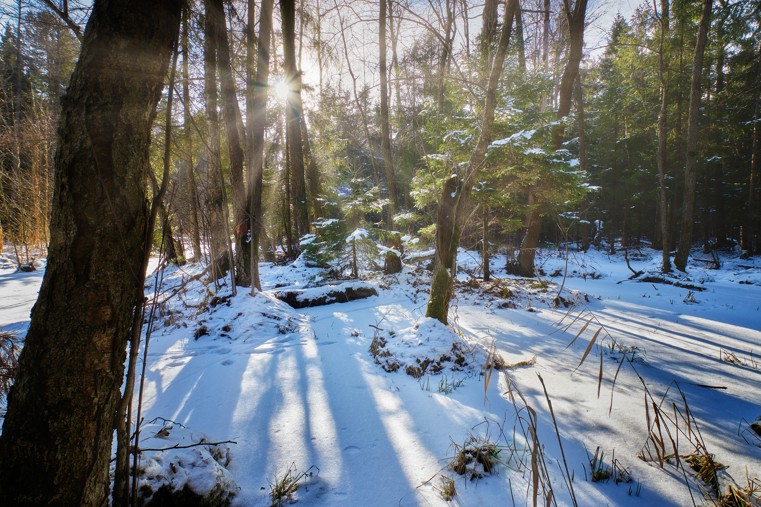 лес, зима, снег, Валерий Вождаев