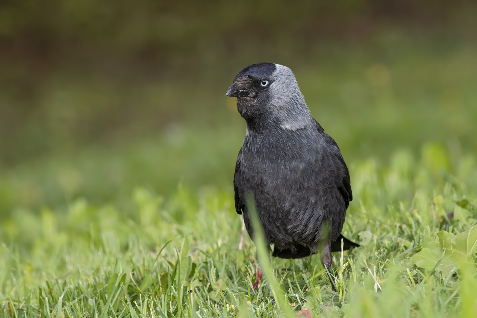 птицы, галка, Михаил