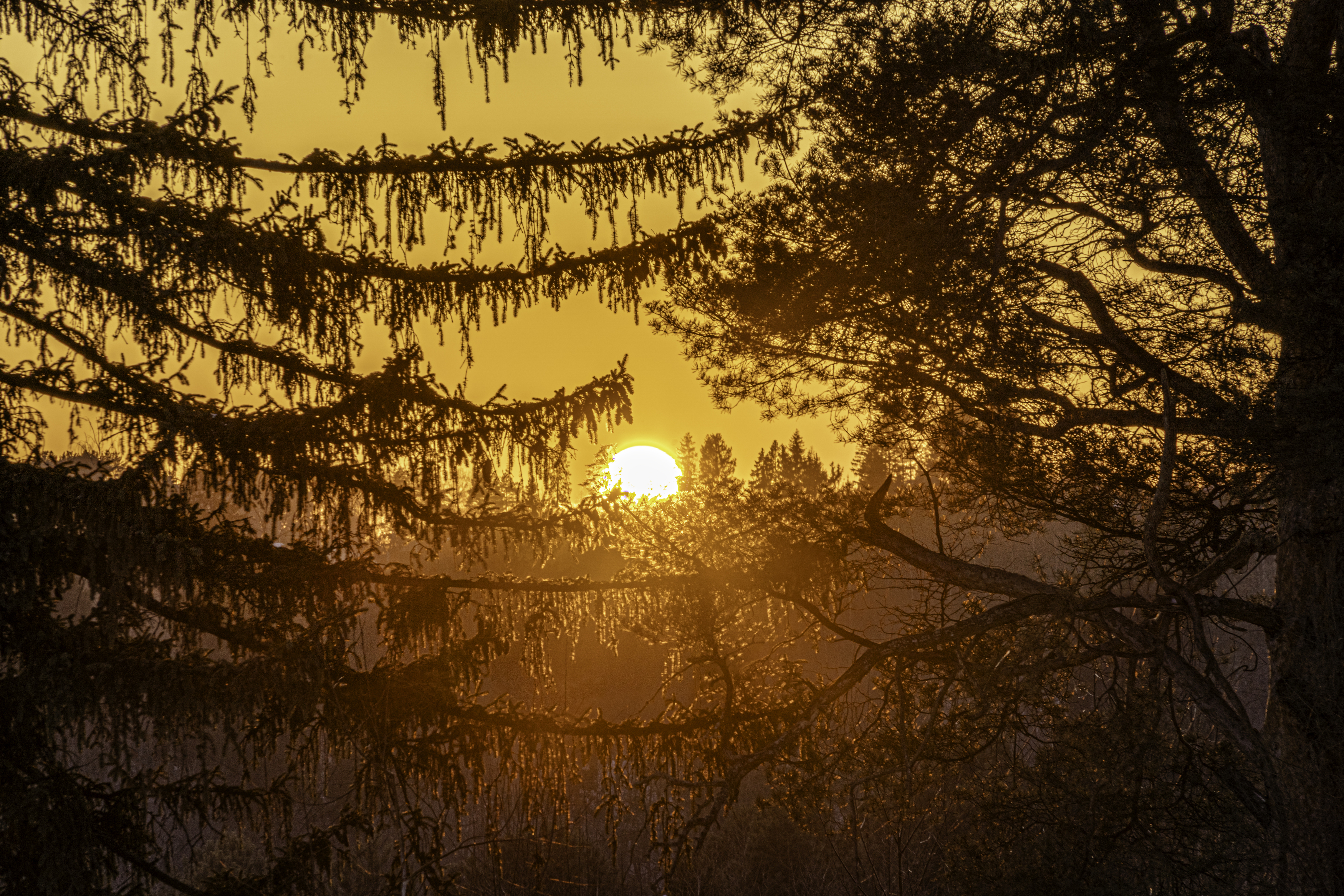 Московская область, Подмосковье, Сорочаны, закат, Гаврилов Юрий