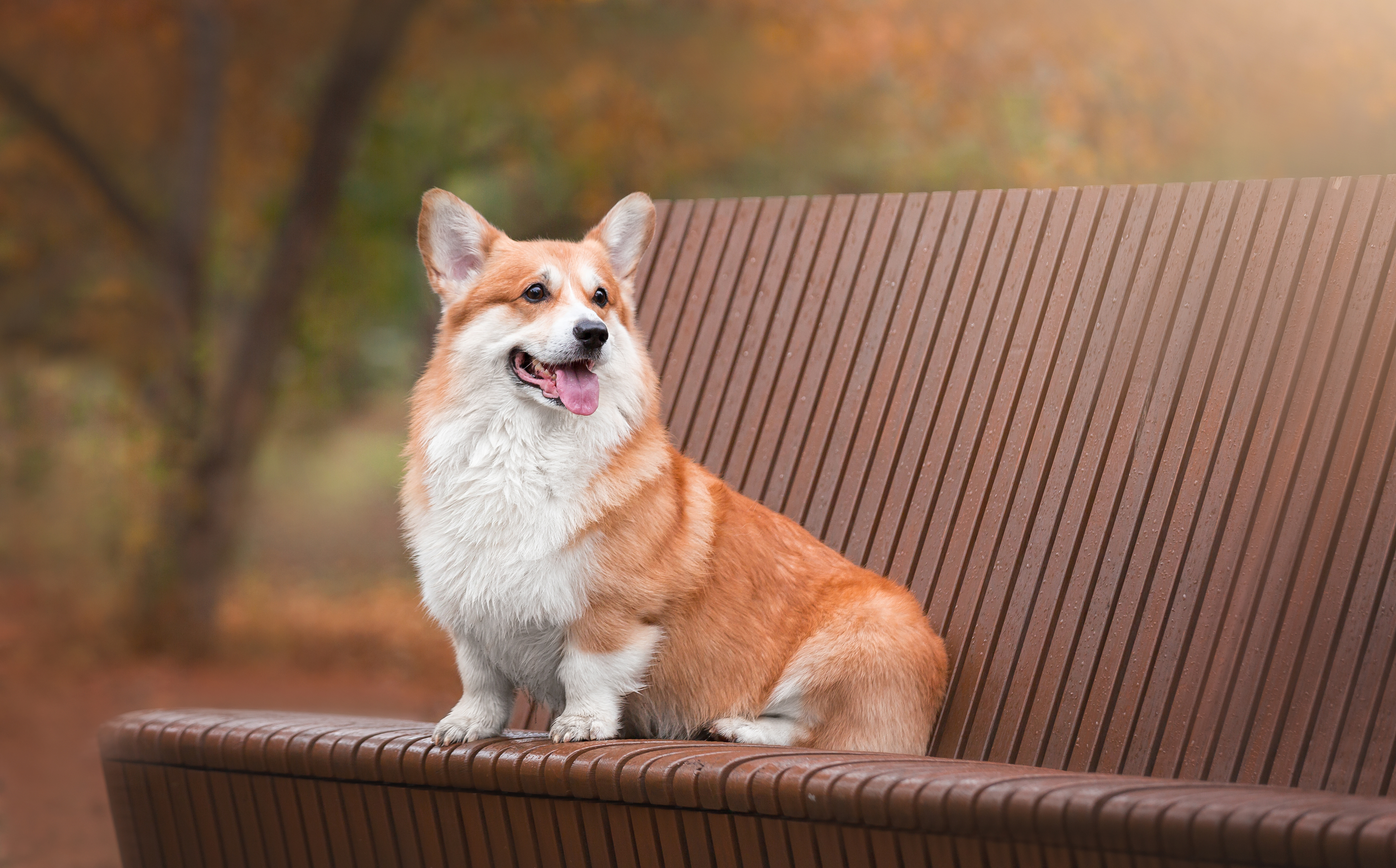 , Наталья Степанова