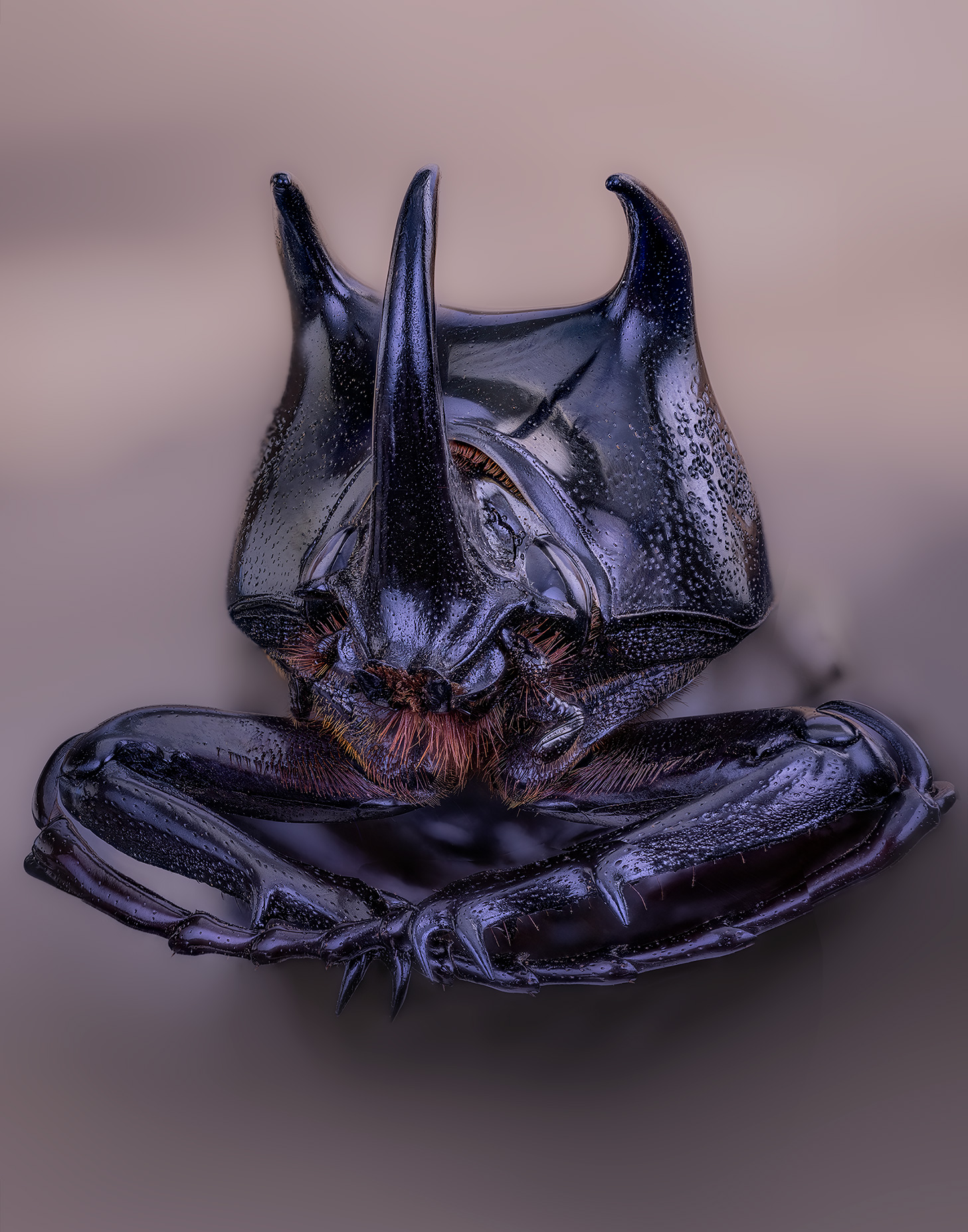 coleoptera, scarabaeidae, chalcosoma caucasus, Eugenijus Kavaliauskas