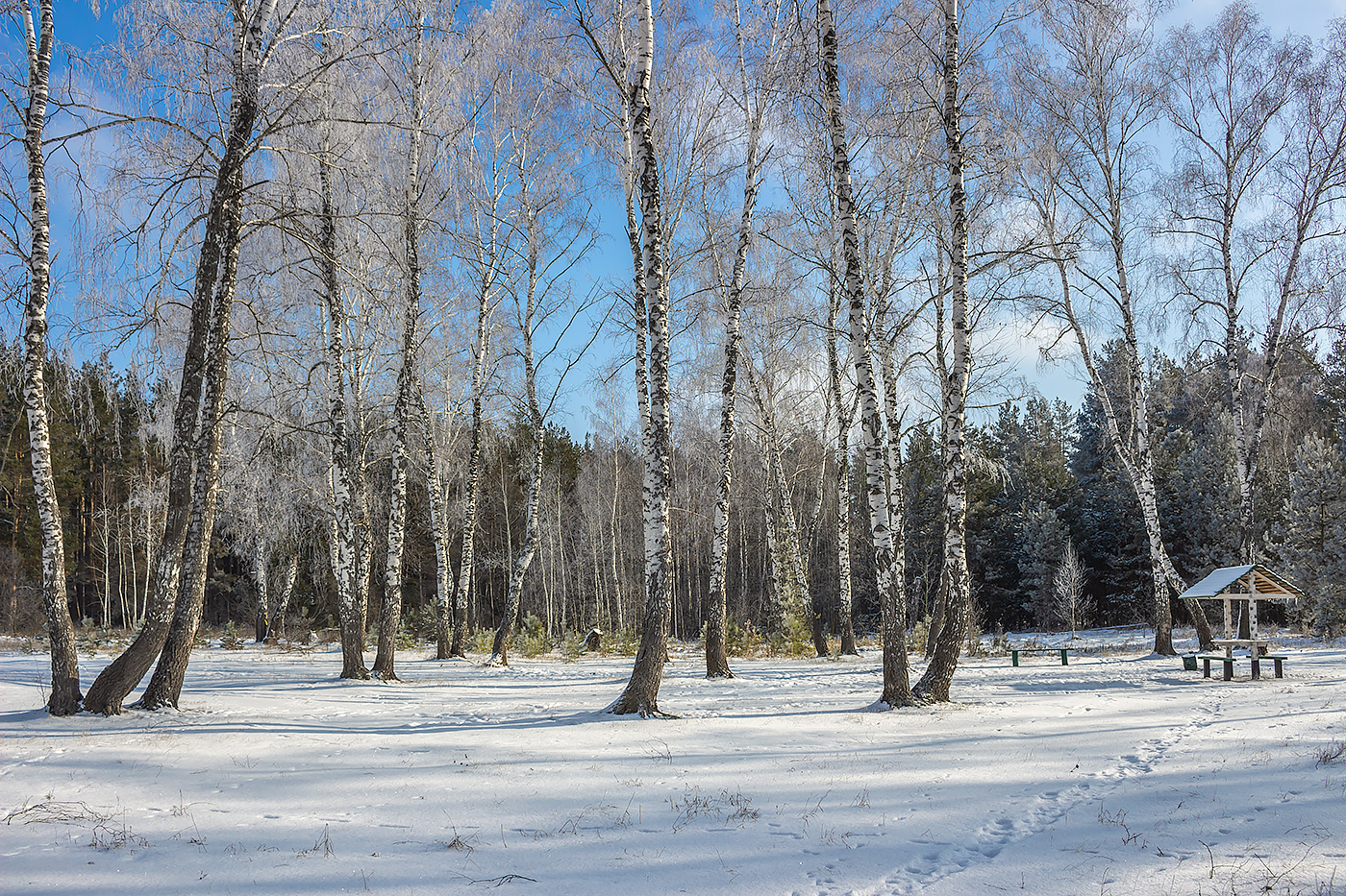 лес, деревья, зима, иней, природа, Востриков Руслан