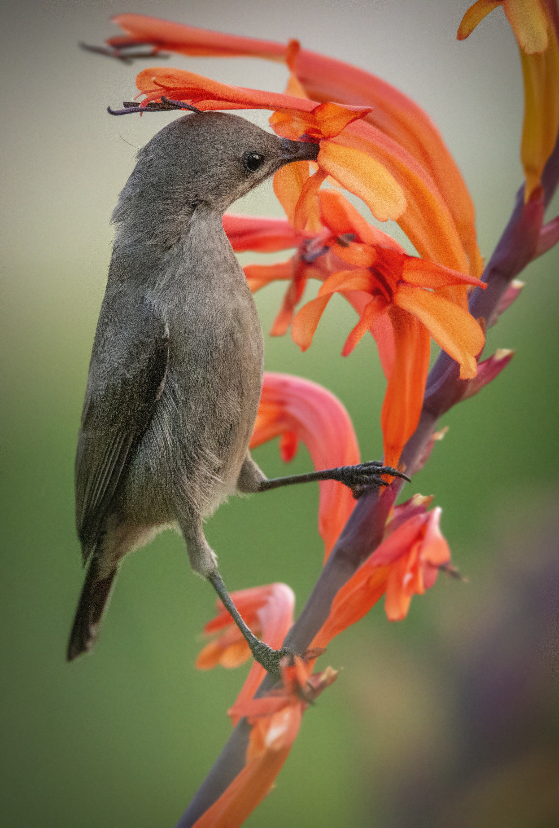 , Татьяна Горбачева Маментьева