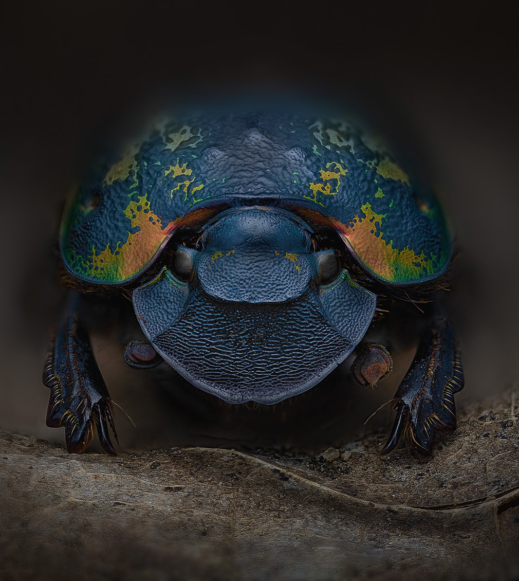 coleoptera, scarabaeidae, phanaeus meleagris minos, навозник, Eugenijus Kavaliauskas