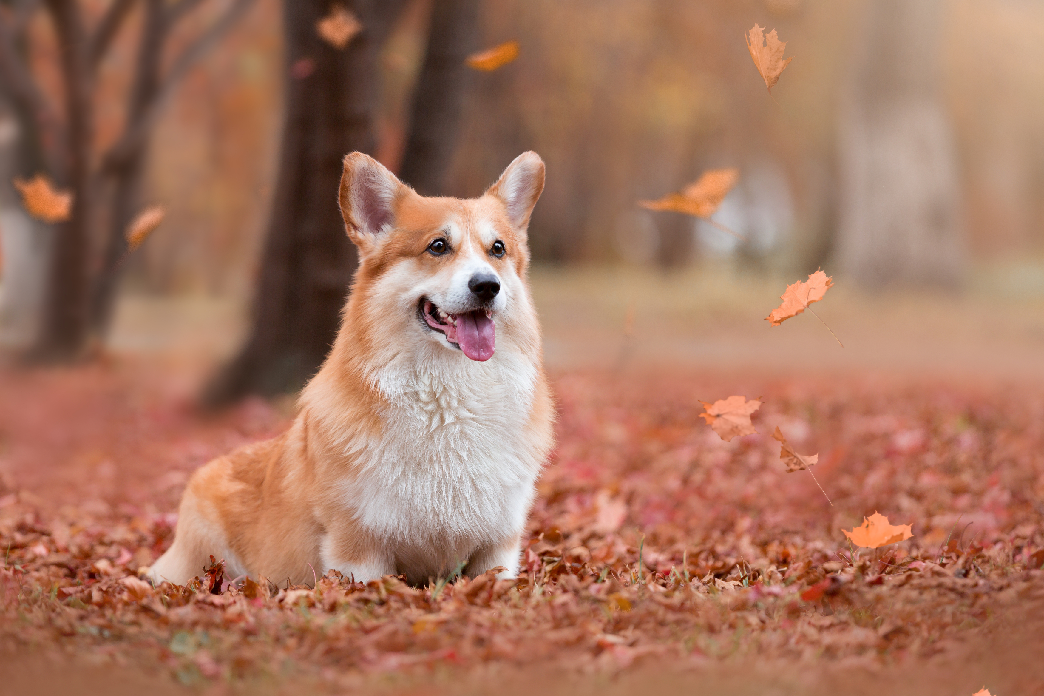 , Наталья Степанова
