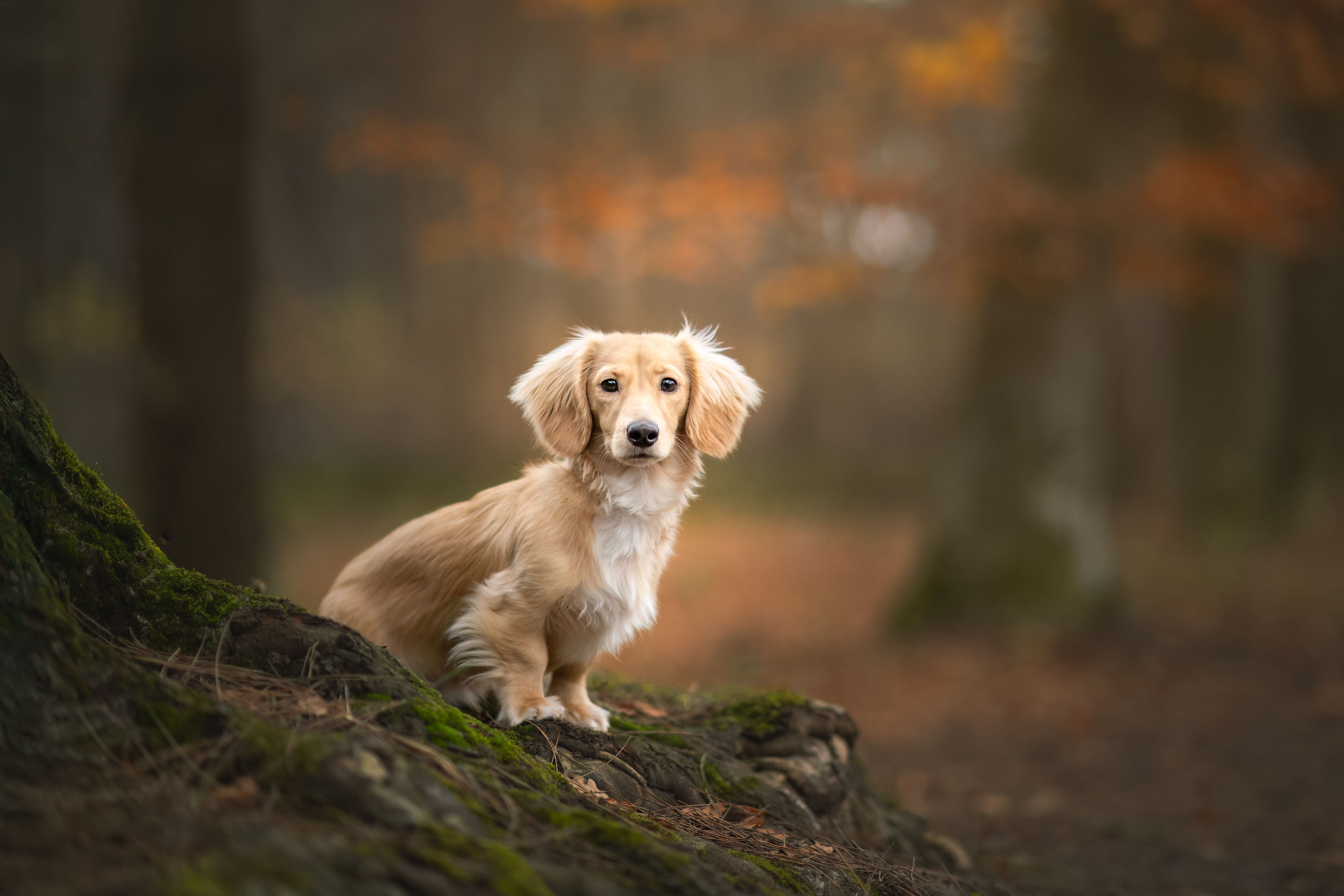 pet portrait dachshund dog, By Meert Eline