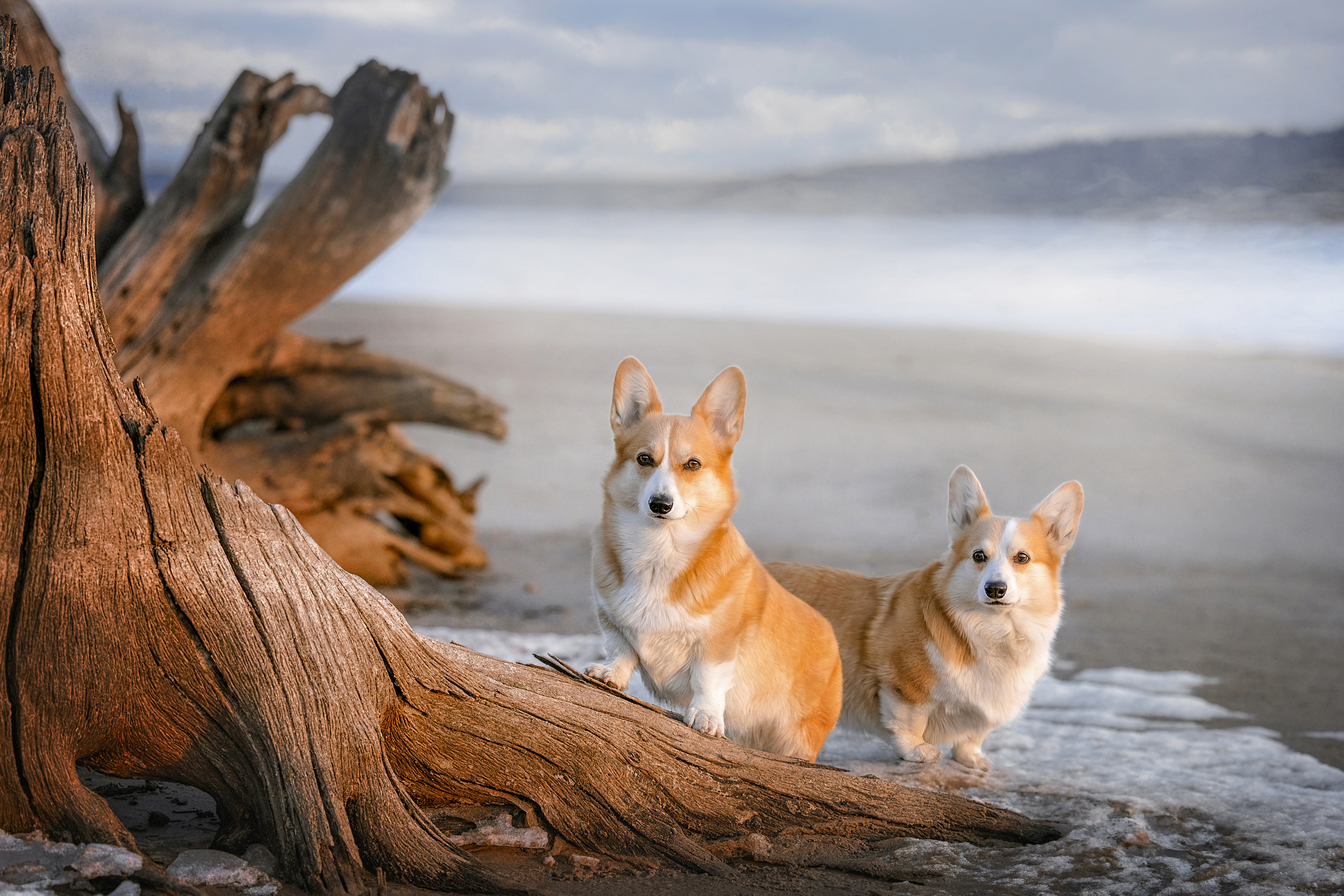 , Татьяна Тихомирова