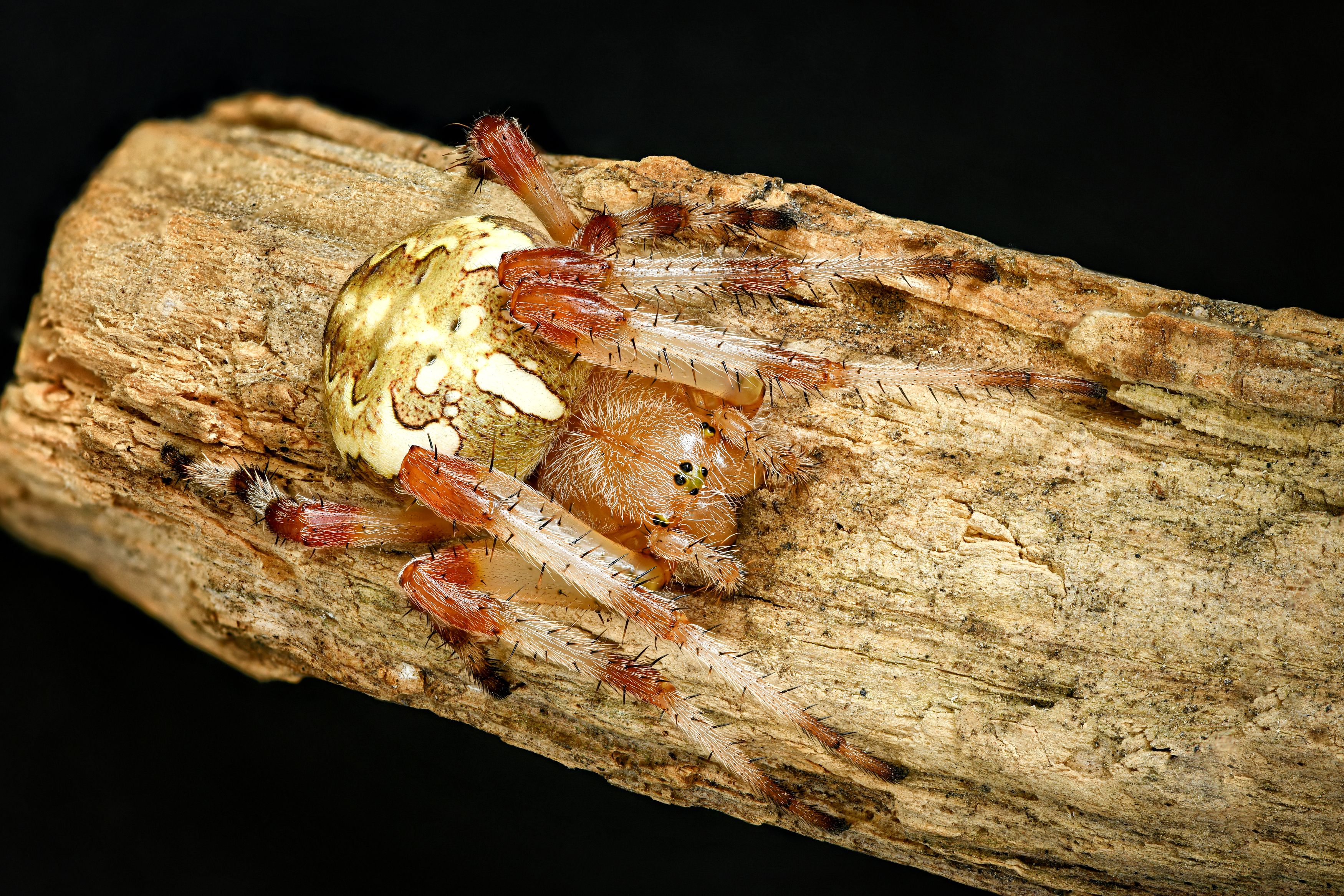 , Антон Финевич