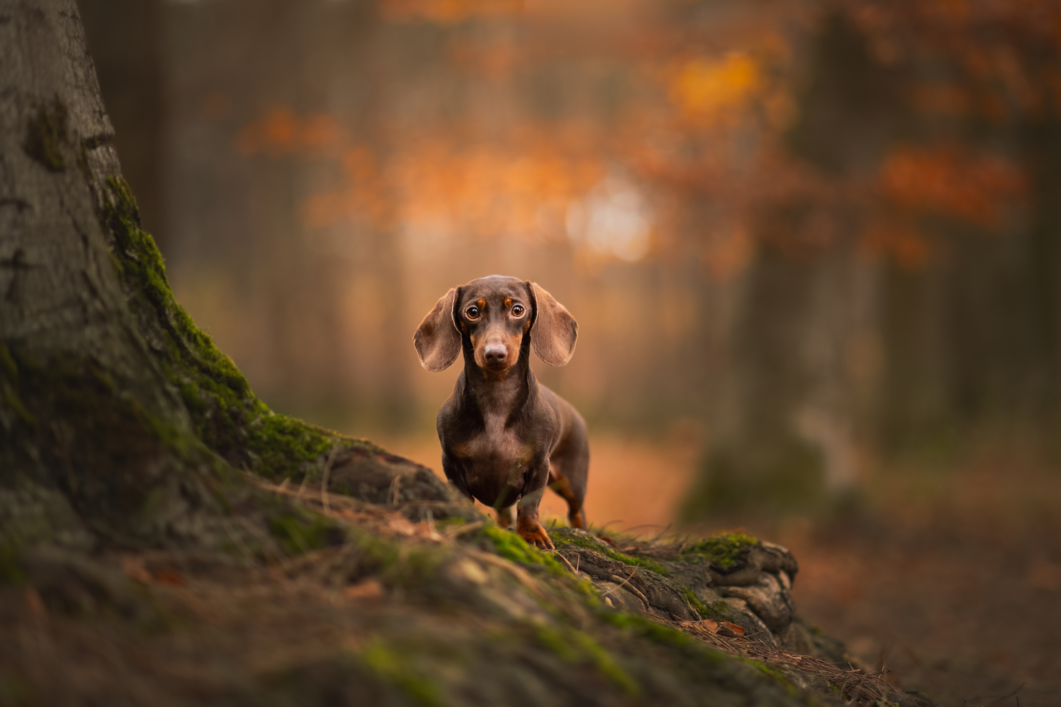 pet portraid dog Dachshund, By Meert Eline