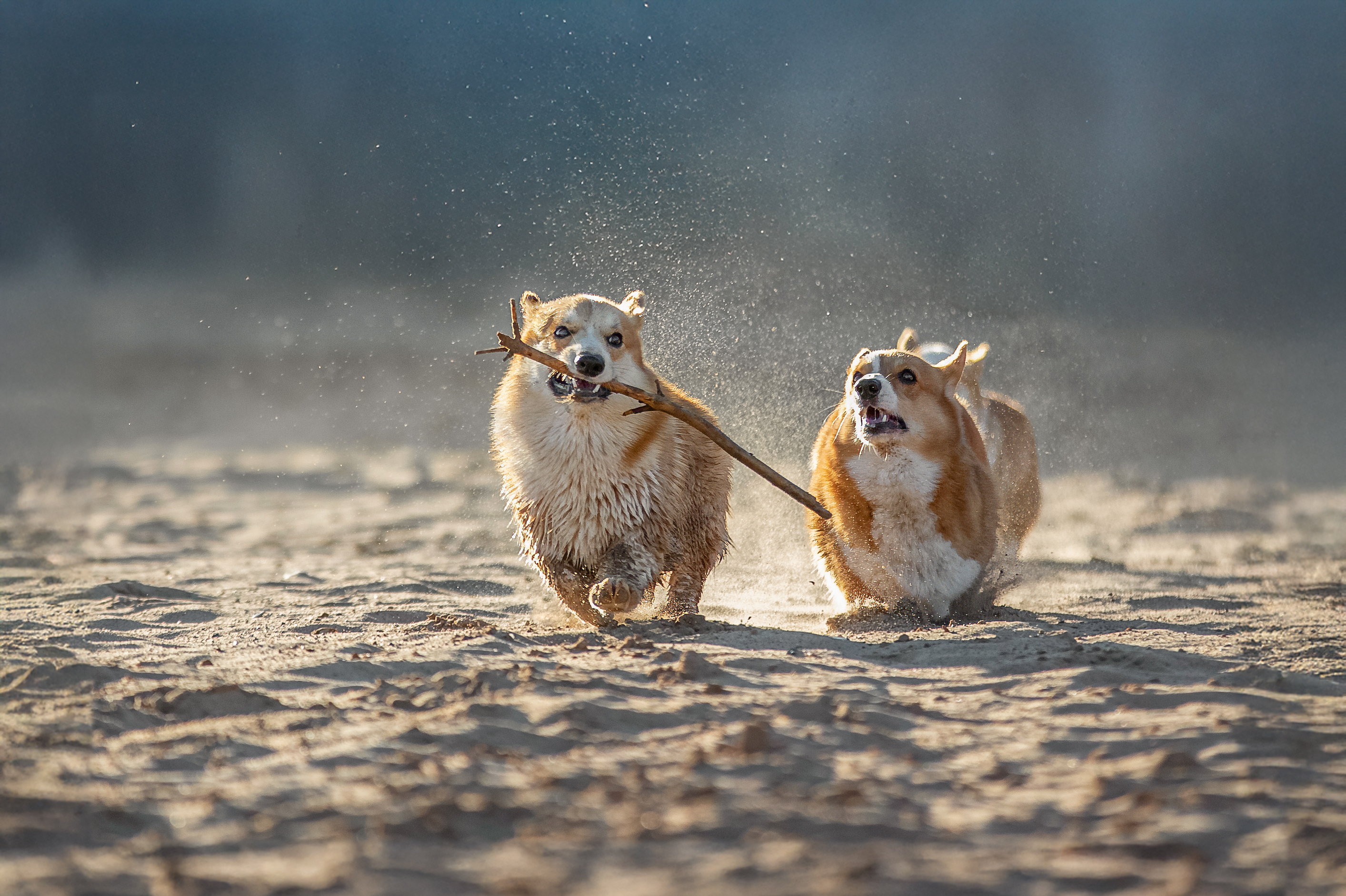 , Татьяна Тихомирова