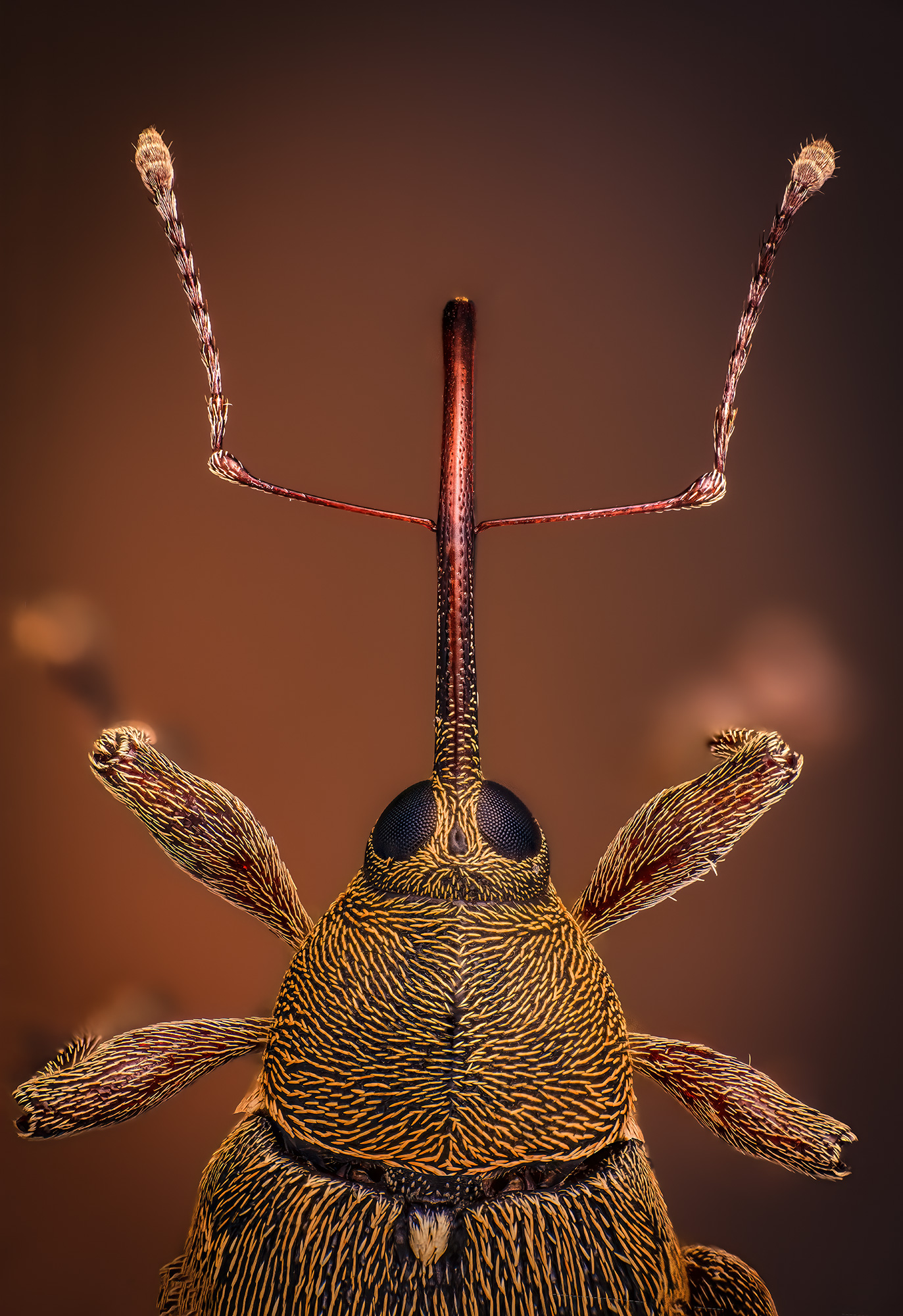 coleoptera, curculionidae, curculio nucum, плодожил ореховый, Eugenijus Kavaliauskas