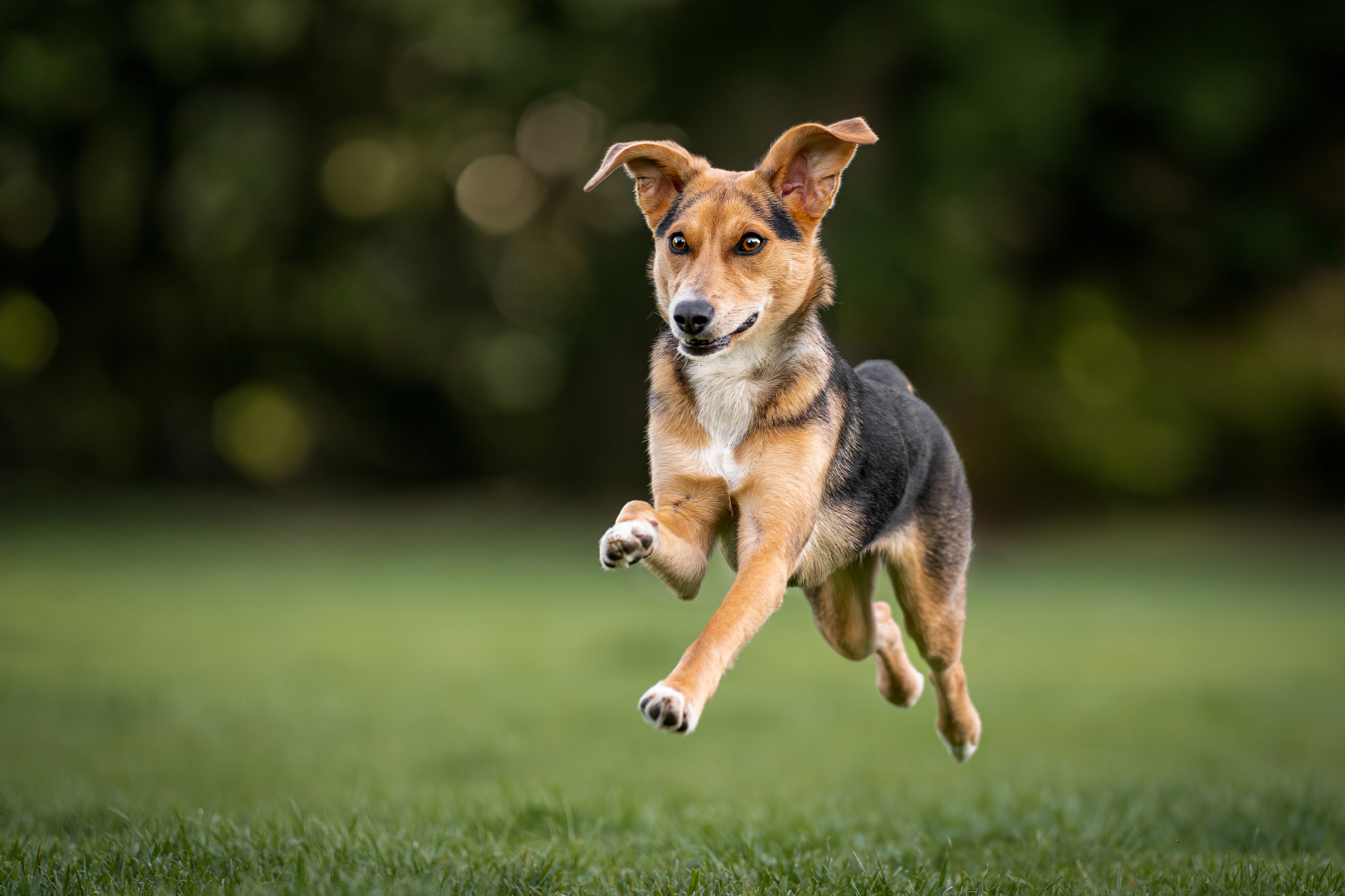 , Krisztián Csalami