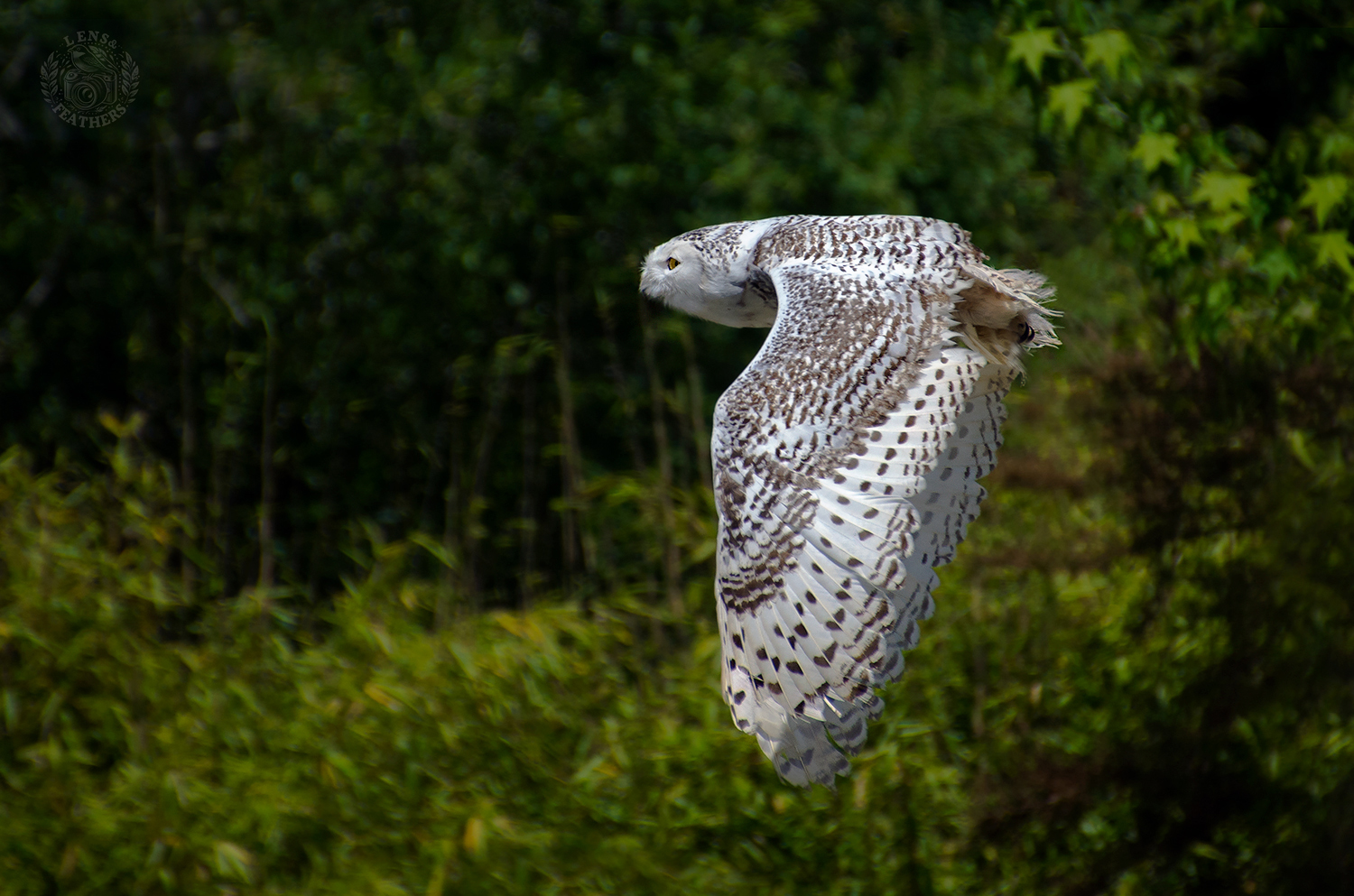 , Евгени Стефанов