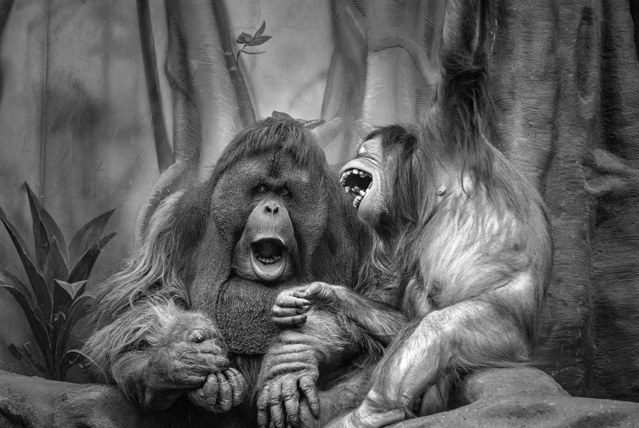 обезьяны, зоопарк, Юрий Матвеев