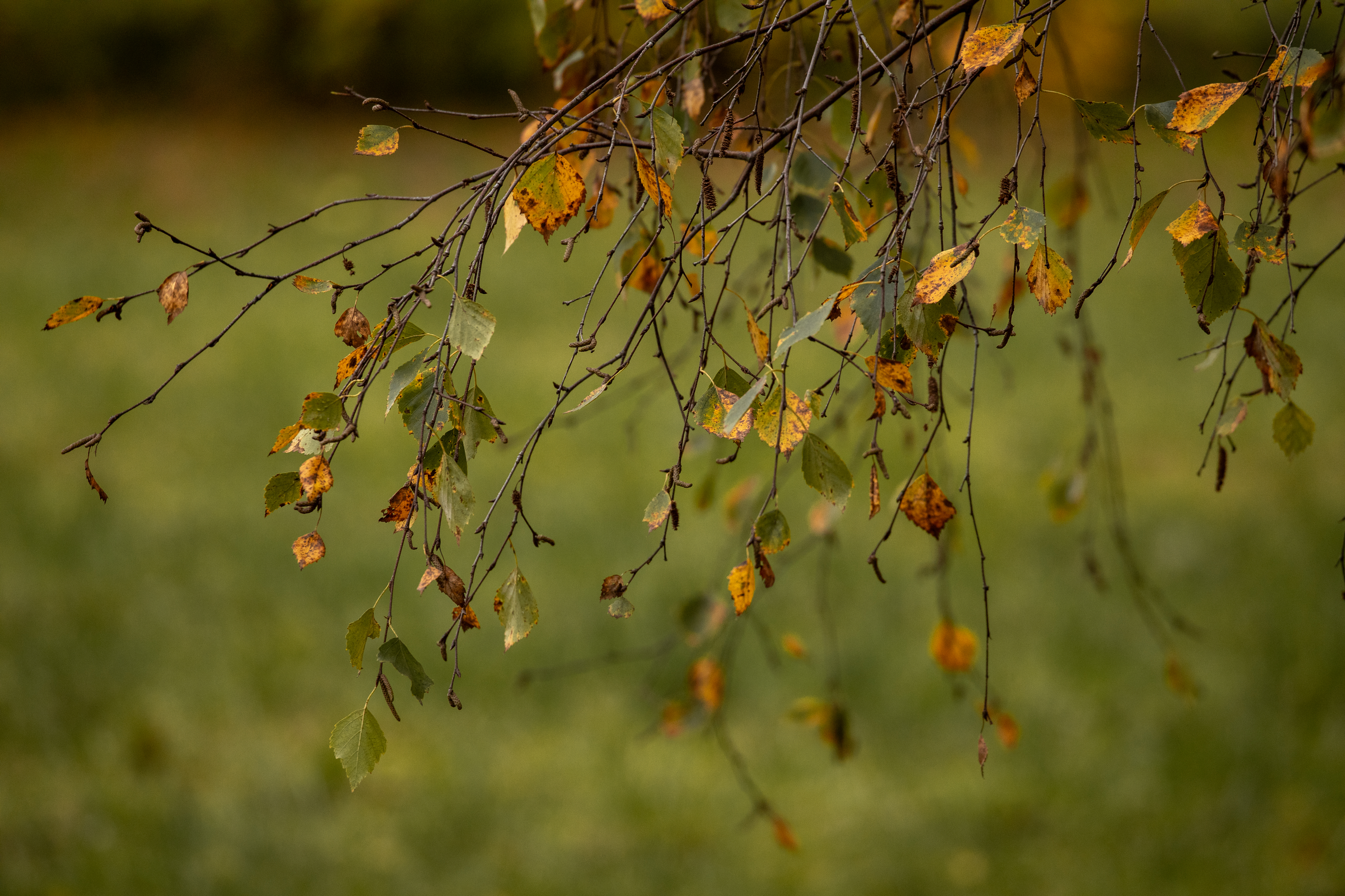 , Бравичева Анастасия