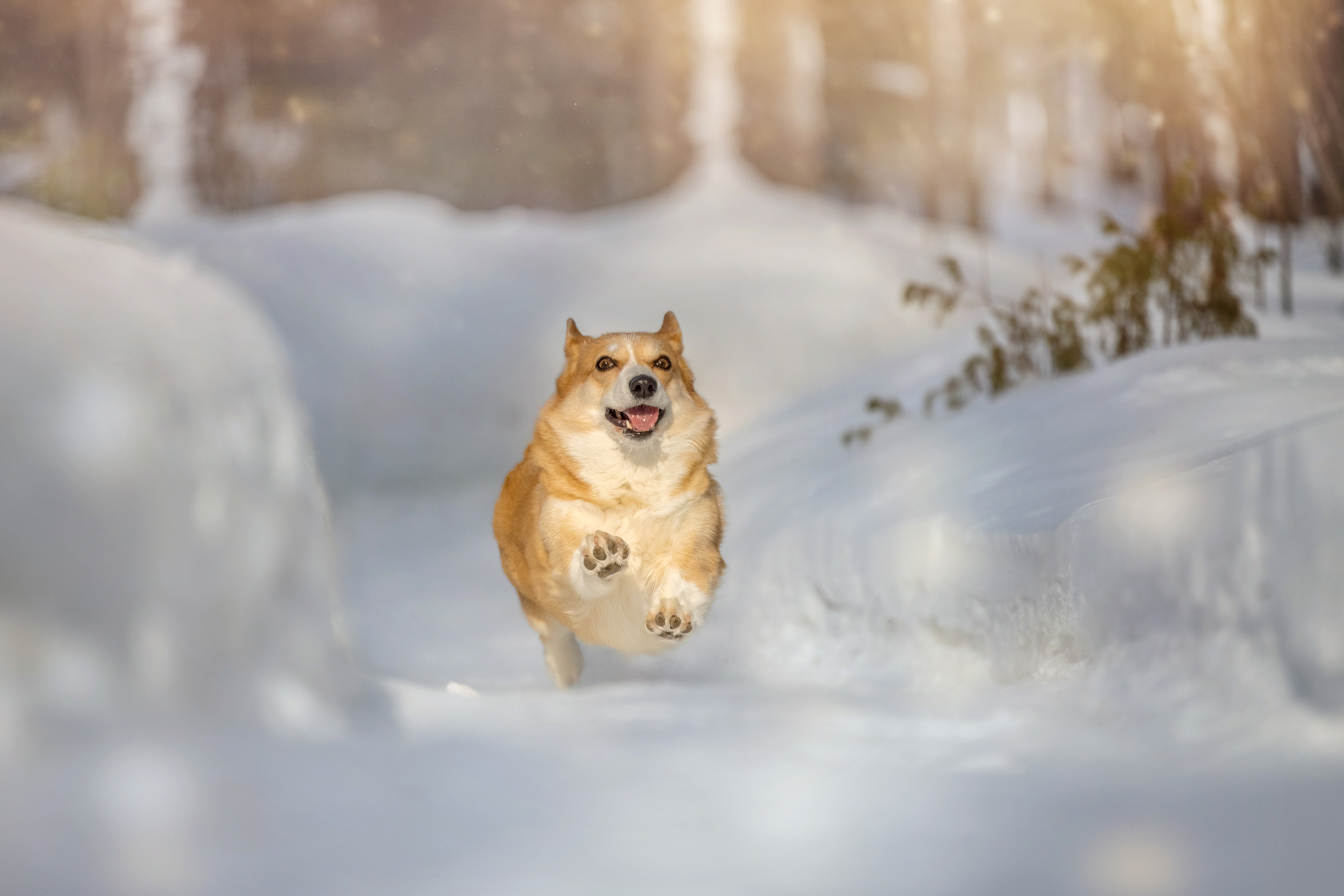 , Татьяна Тихомирова