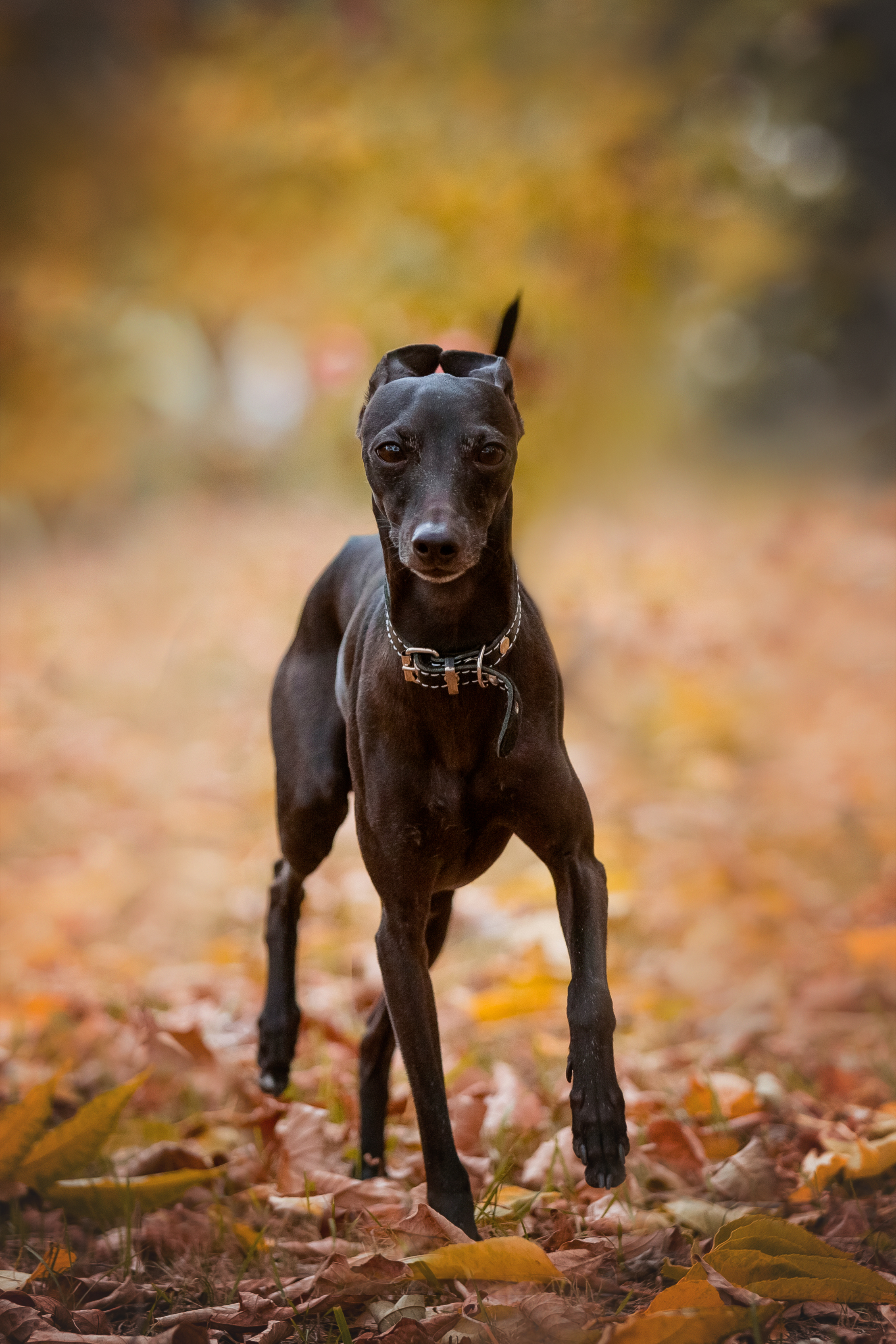 , Наталья Степанова