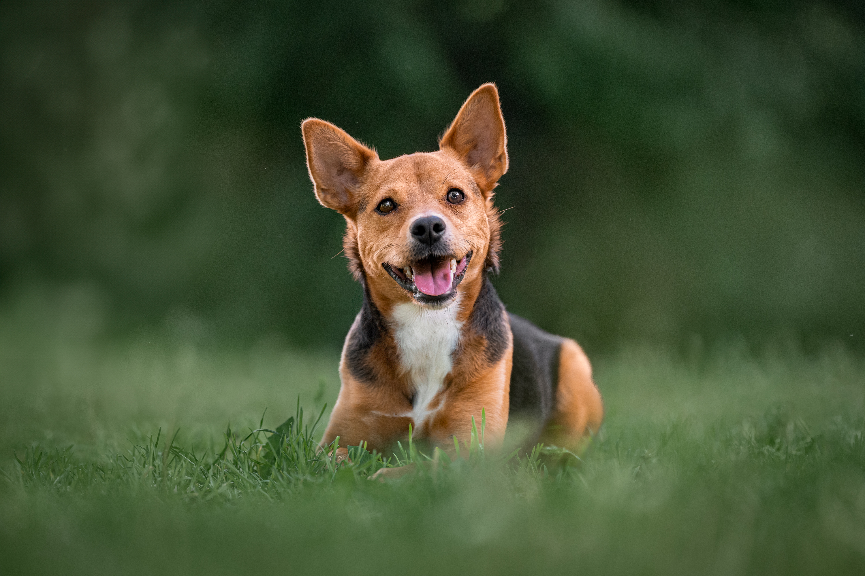 , Krisztián Csalami