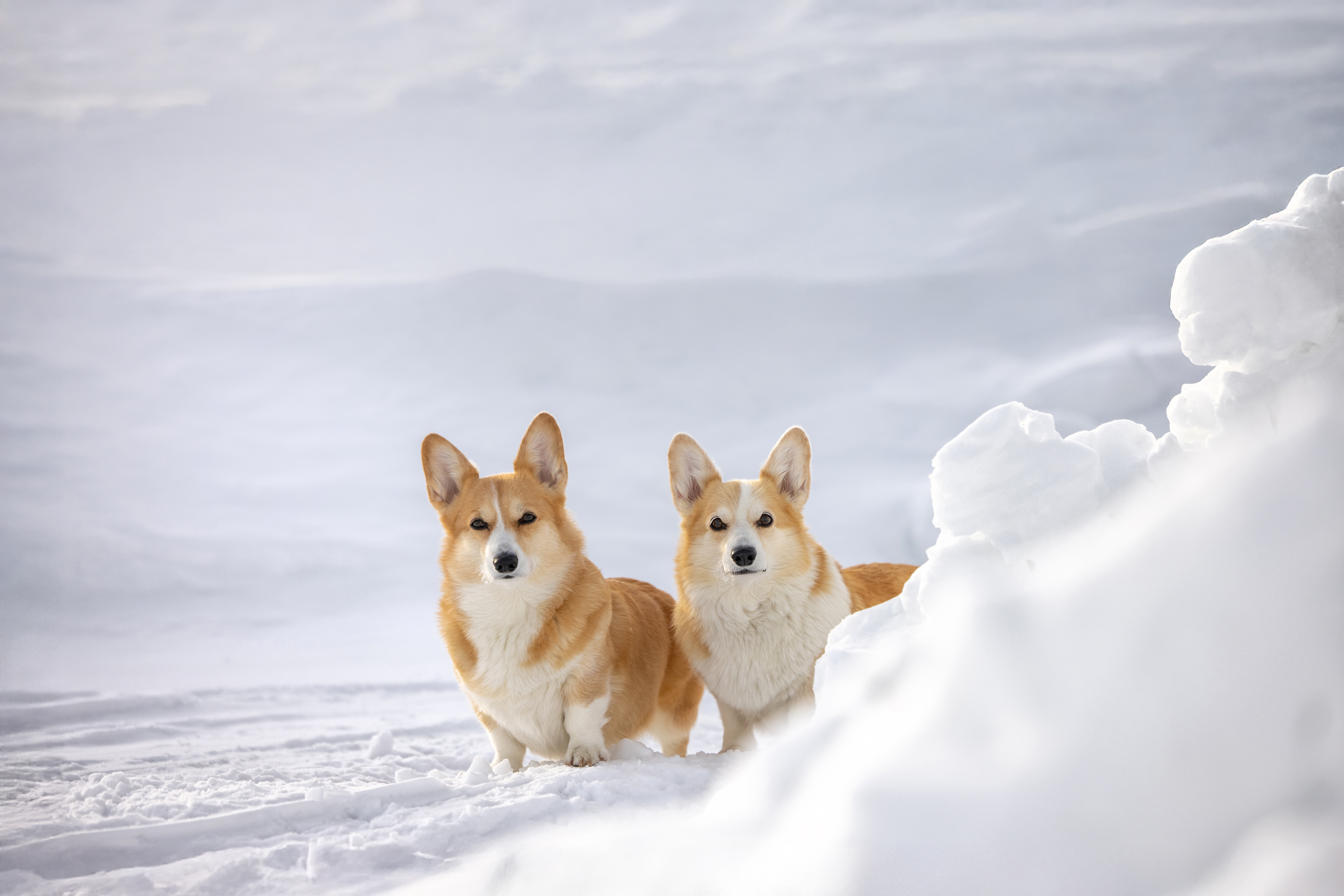 , Татьяна Тихомирова