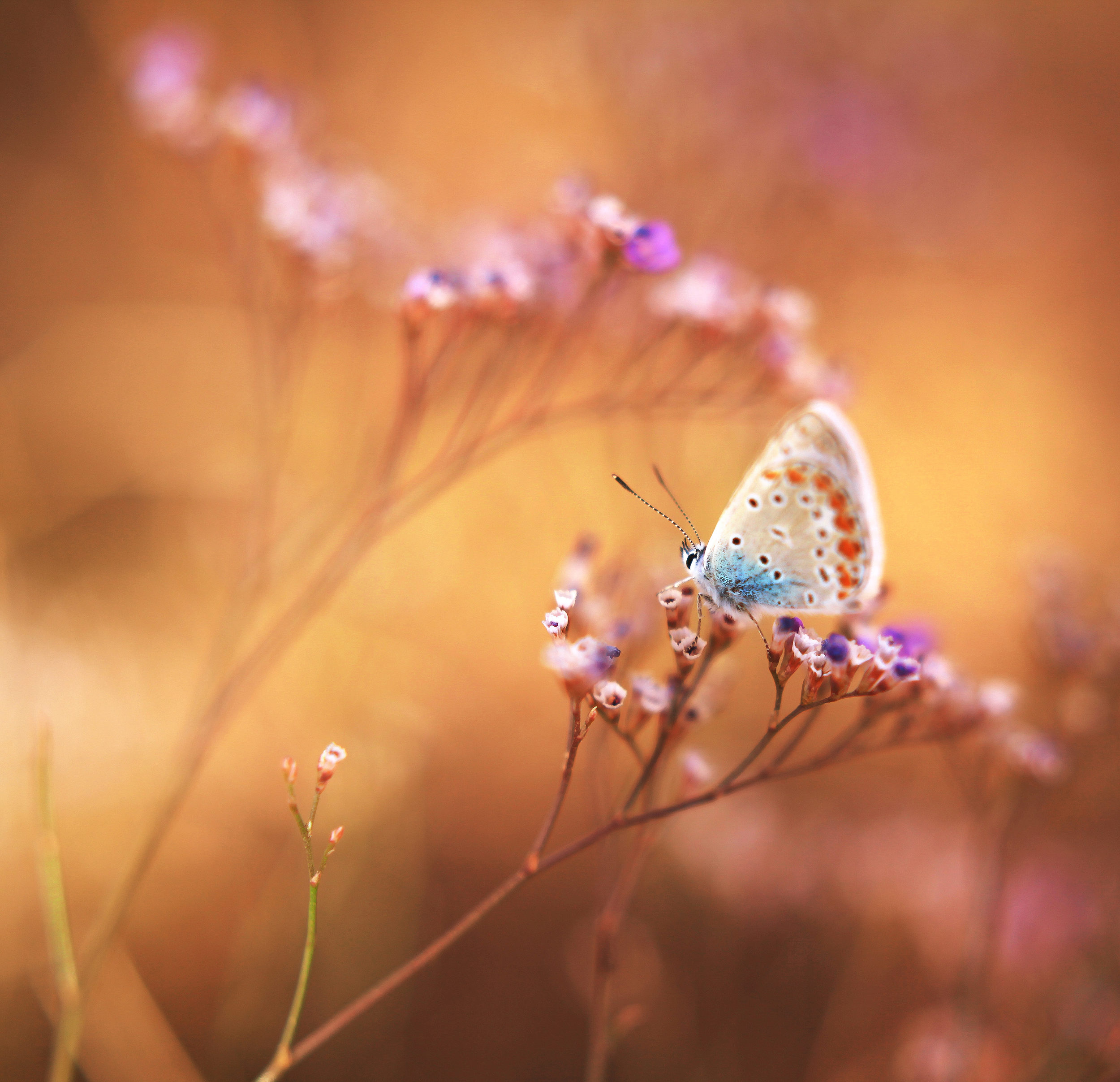 butterfly, macro, photography, canon, nature, bokeh, დოლიძე ირაკლი