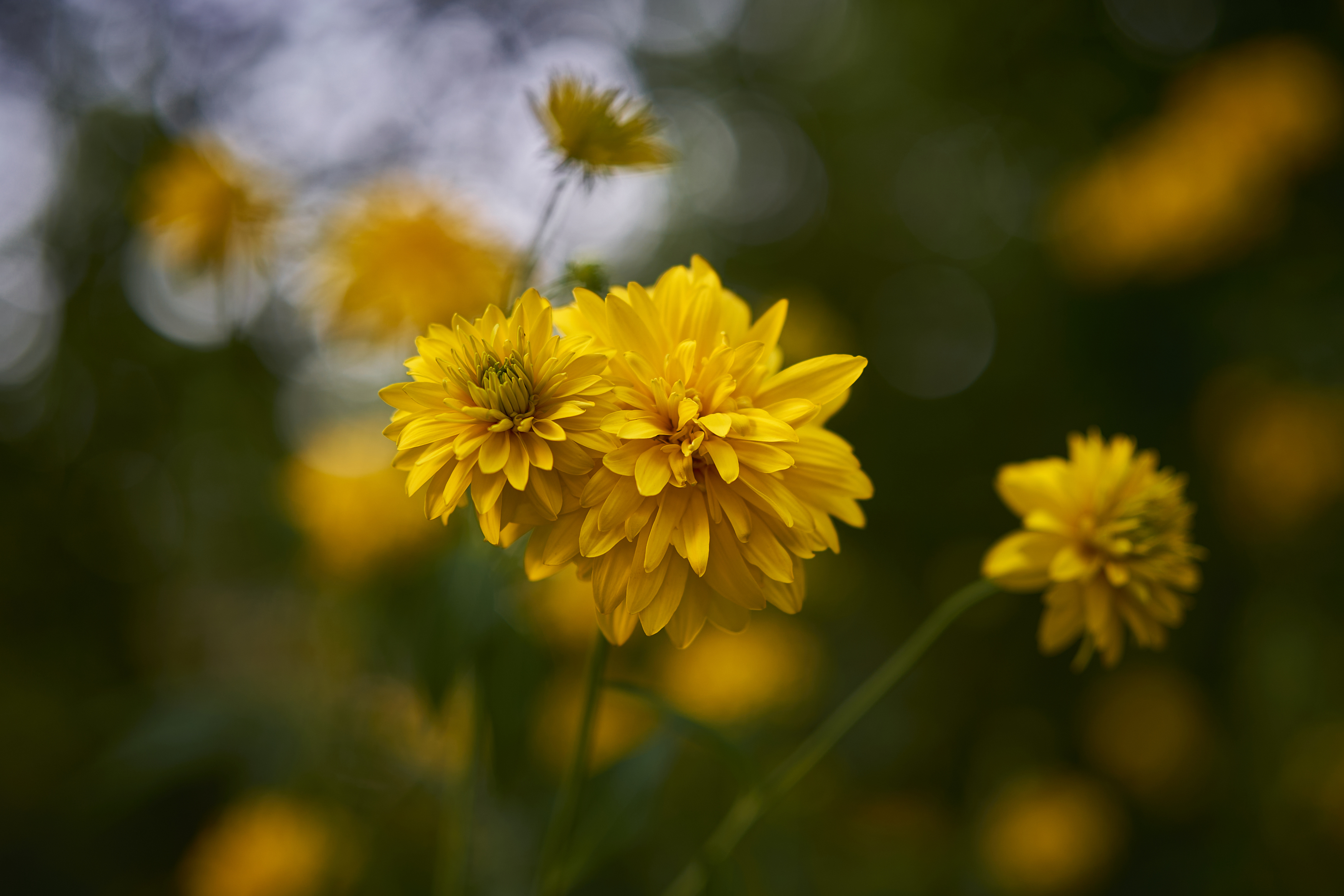 , Руфат Лажанский