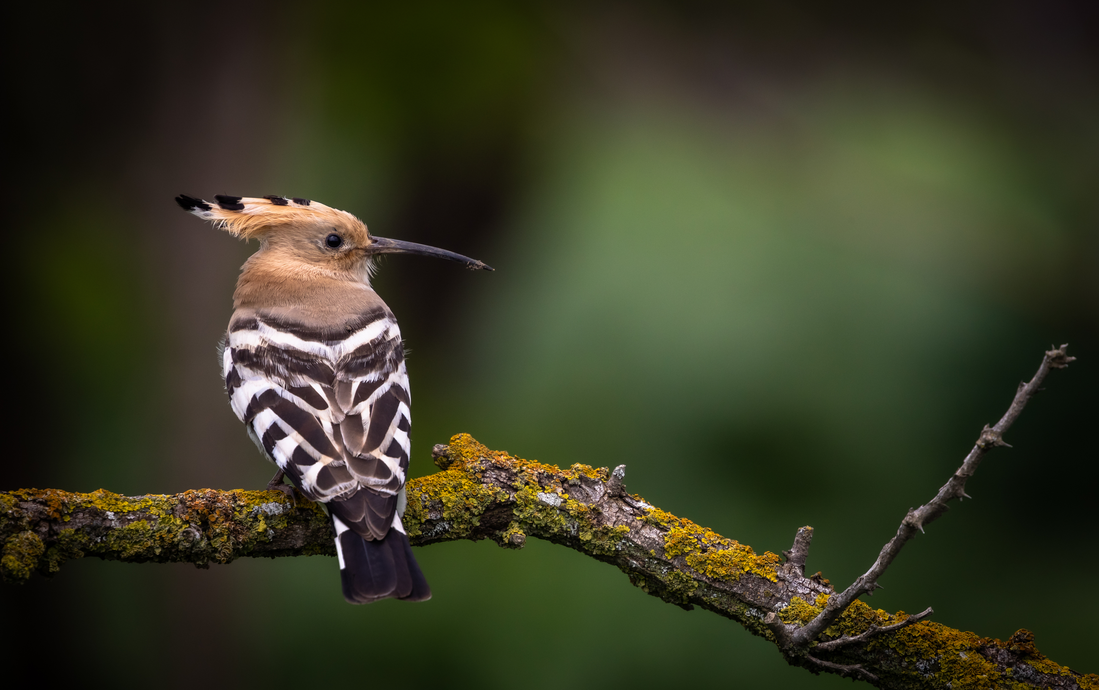 , Веревченко Михаил