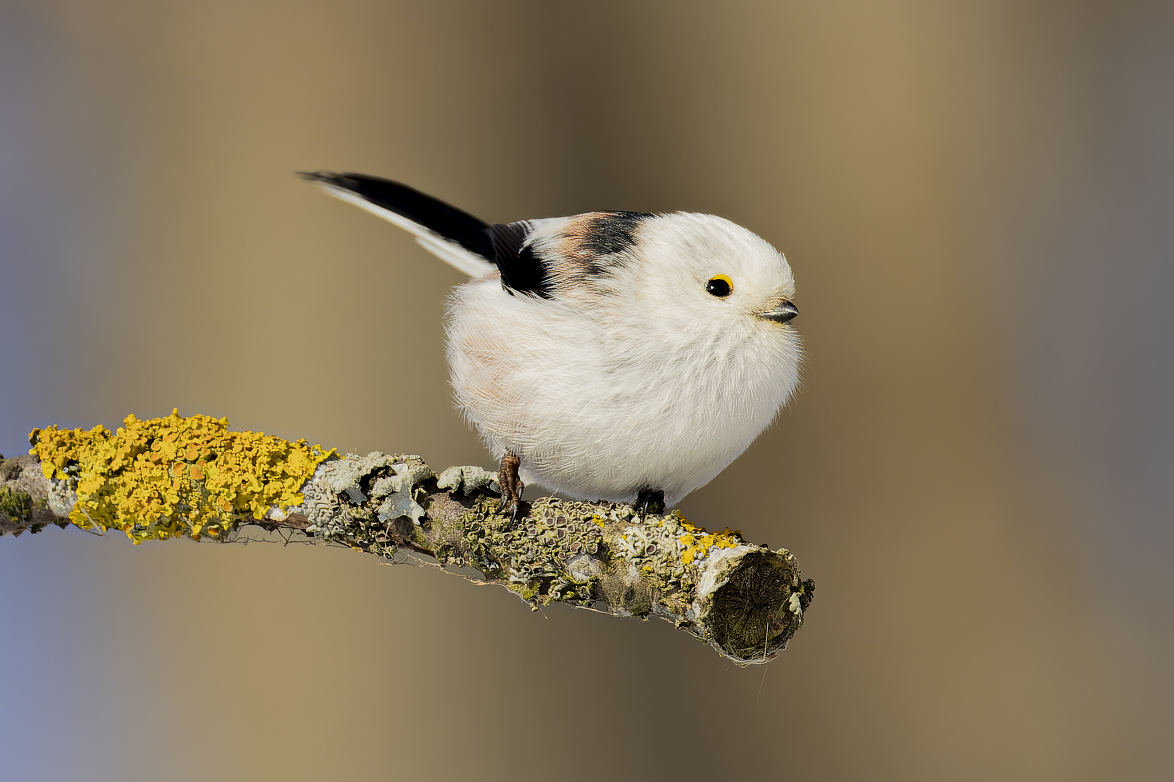 ополовник, Руслан Pl