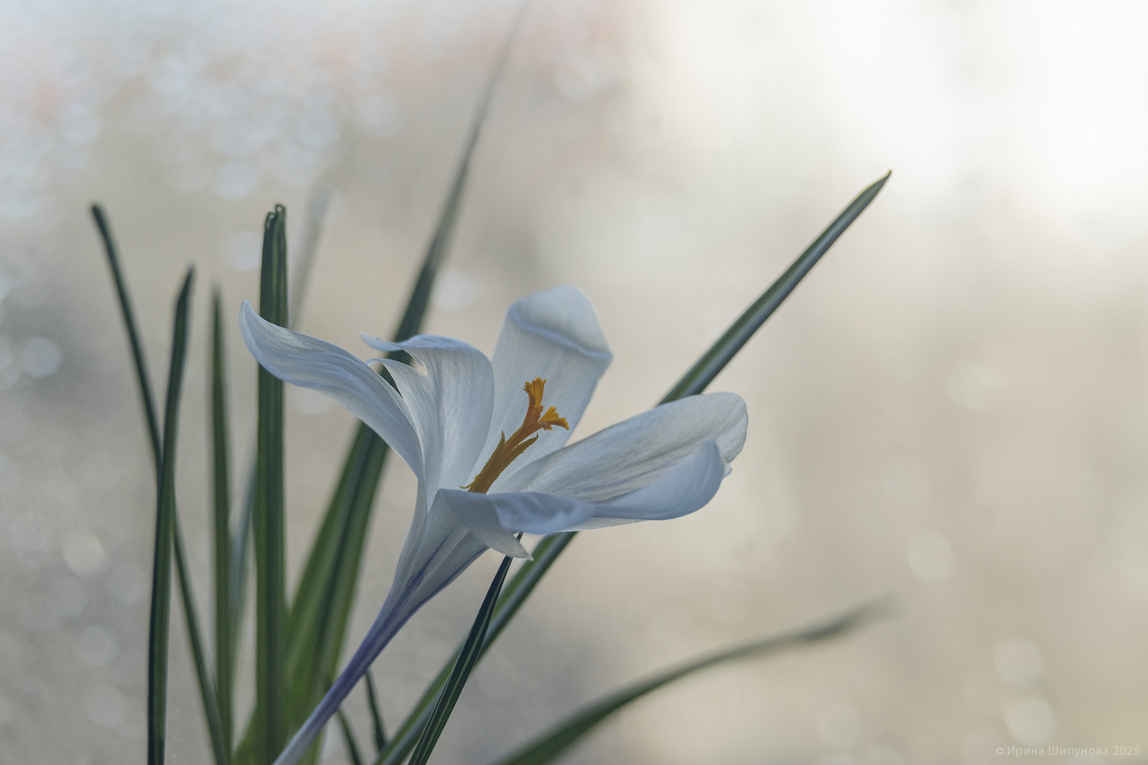 , Шипунова Ирина