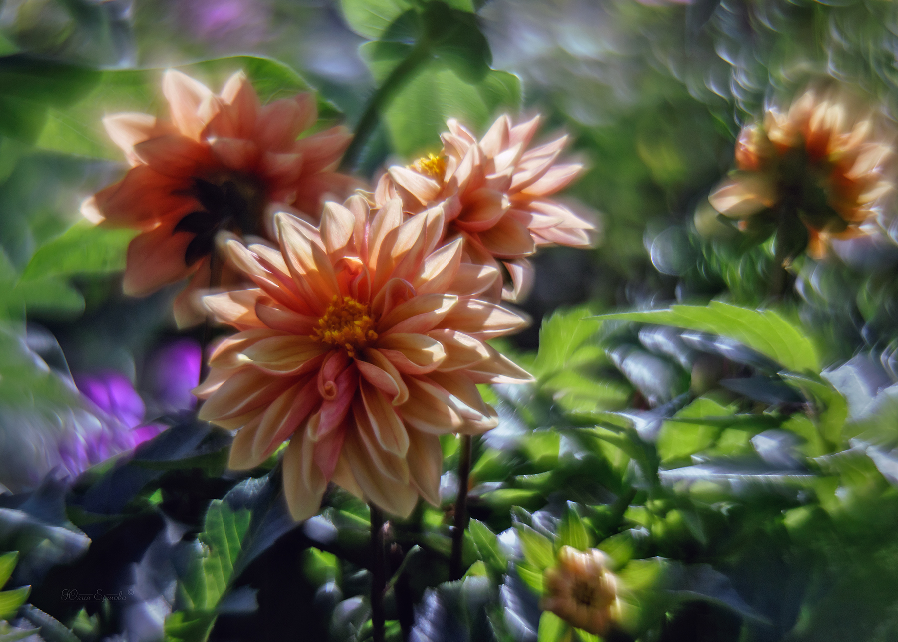 цветы, георгина, гелиос, Ершова Юлия