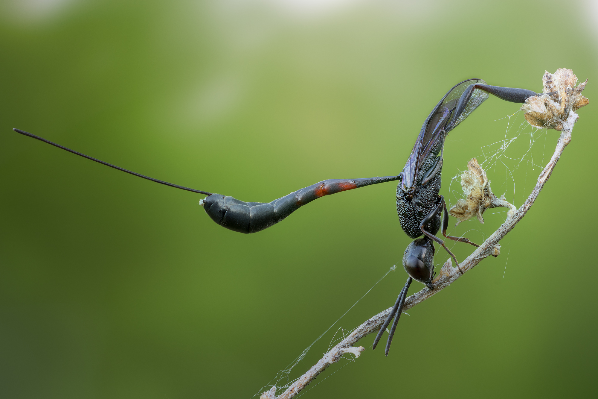 , Кузнецов Дмитрий