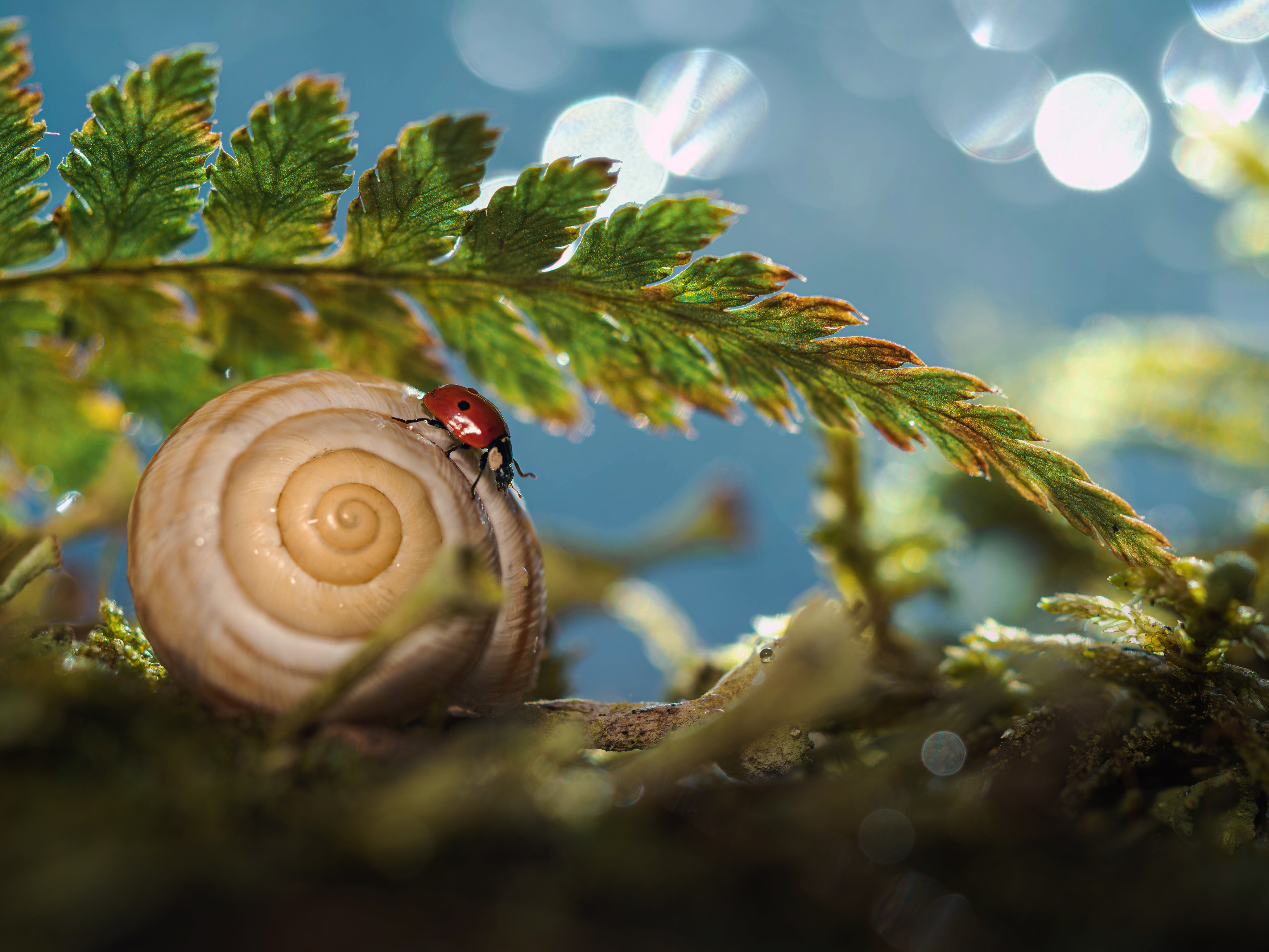 , Лапшина Владлена