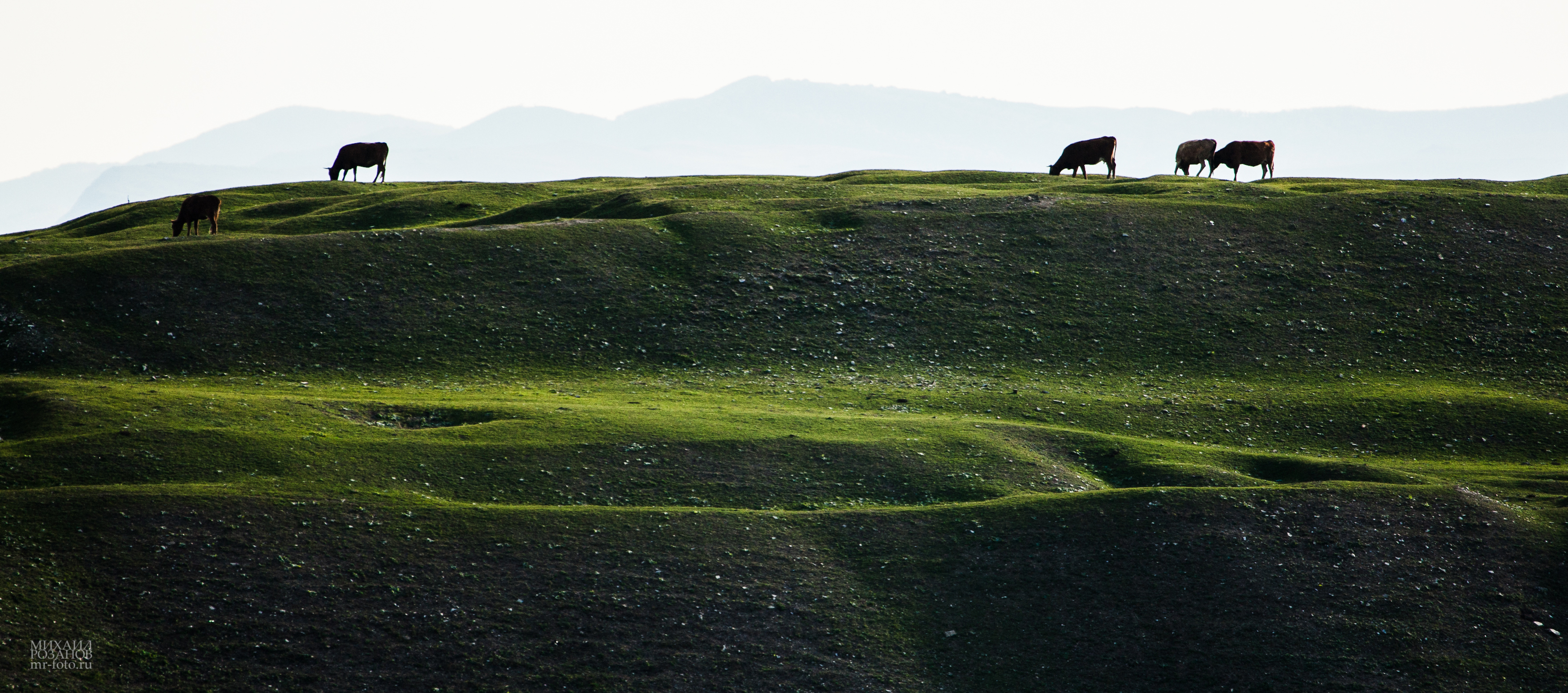 , Розанов Михаил